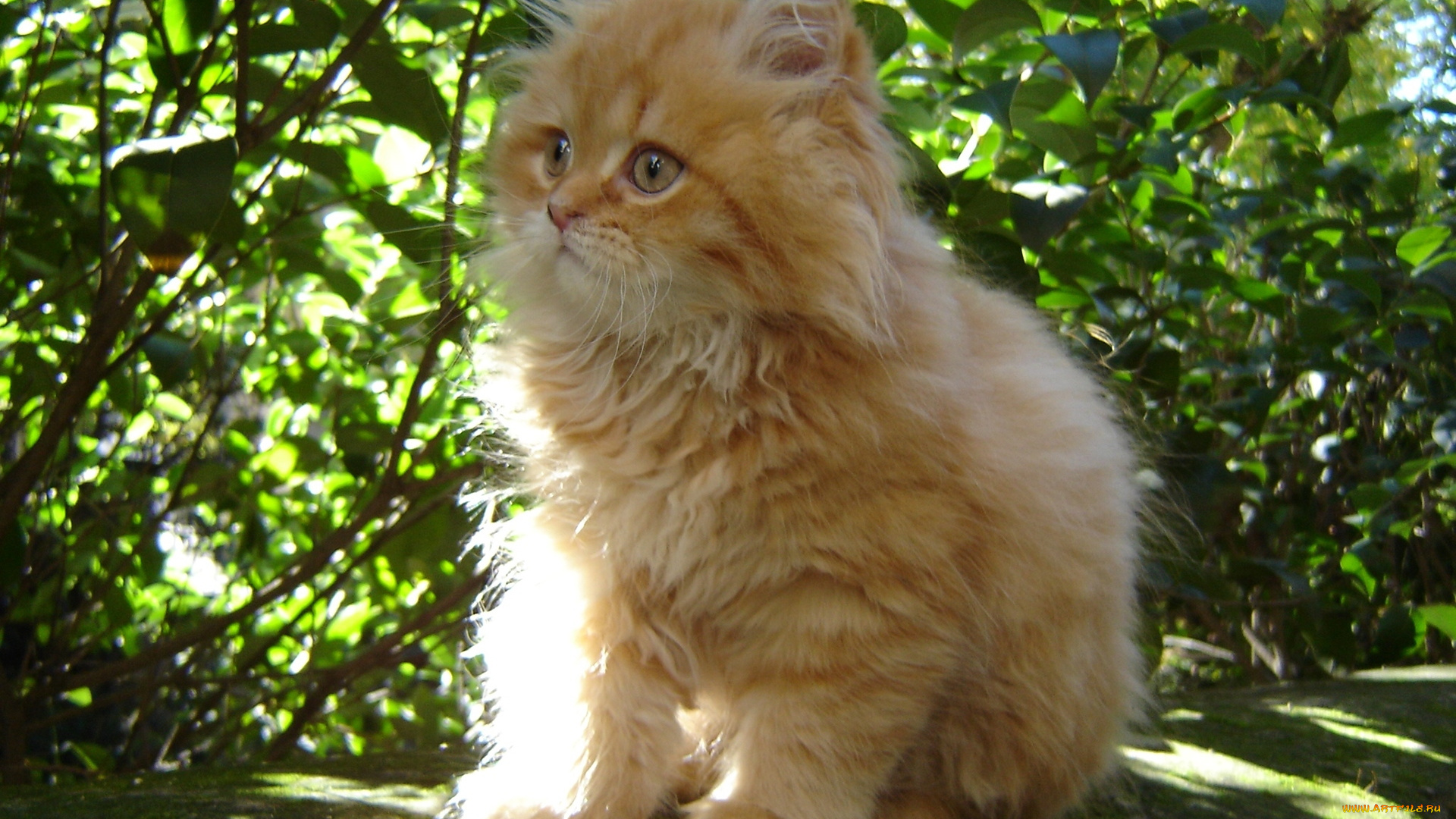 животные, коты, малыш, пушистый, рыжий, котэ