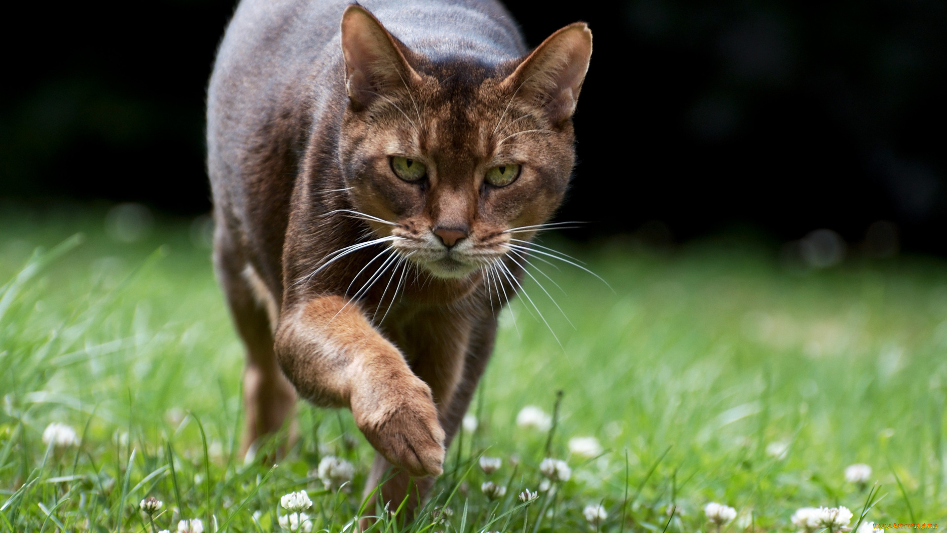 животные, коты, взгляд, коте, киса, трава, ушки, усы