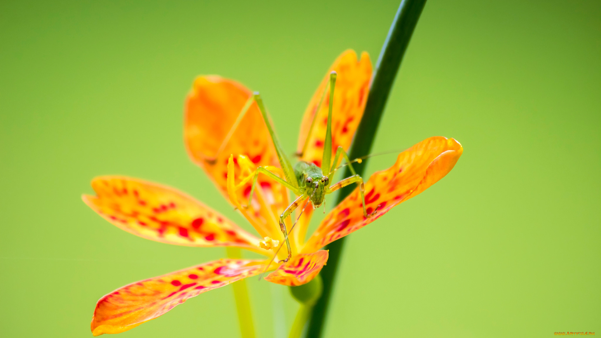 животные, кузнечики, , саранча, природа, насекомое, лепестки, растение, цветок