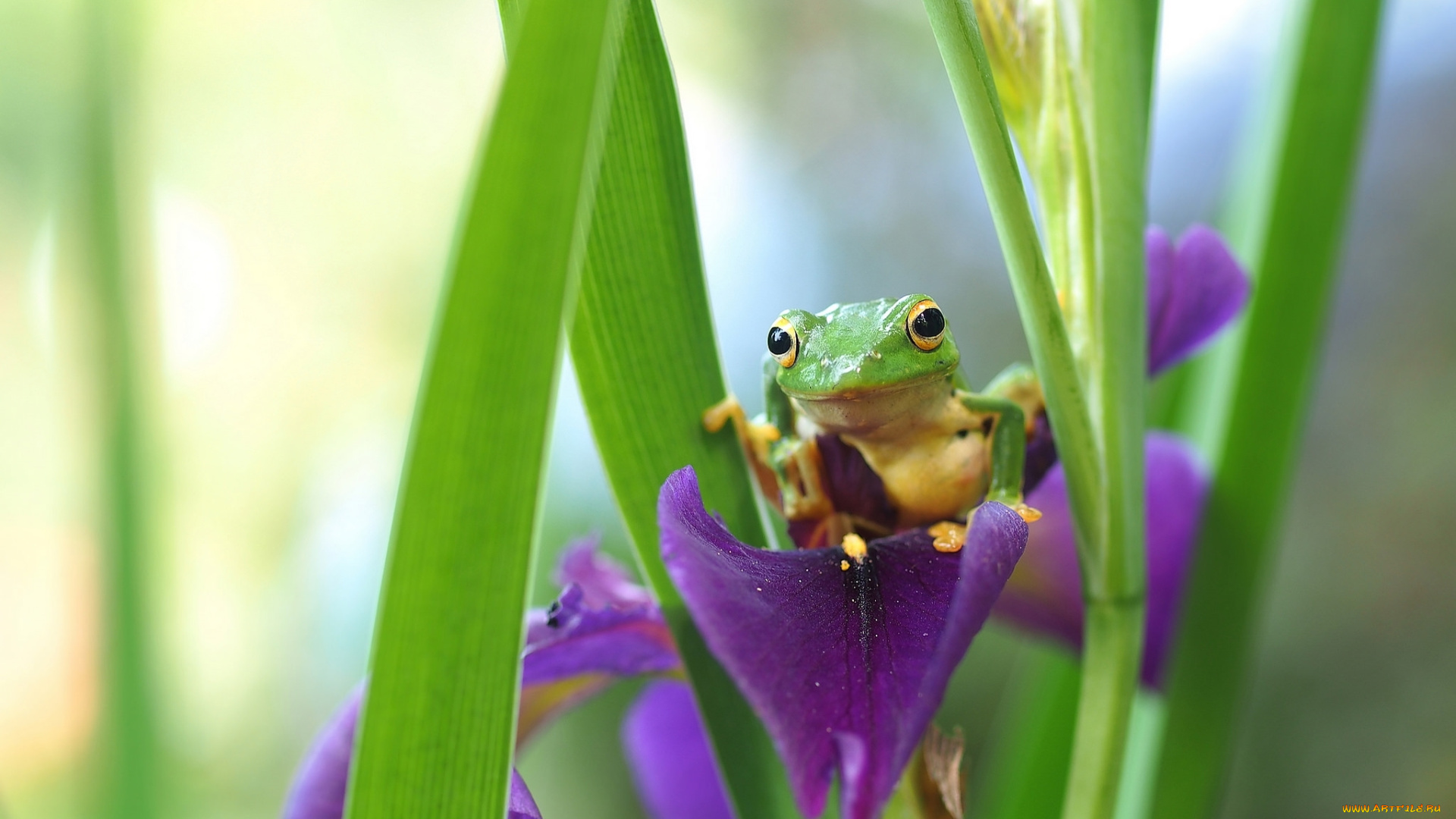 животные, лягушки, лягушка, зеленая, ирис