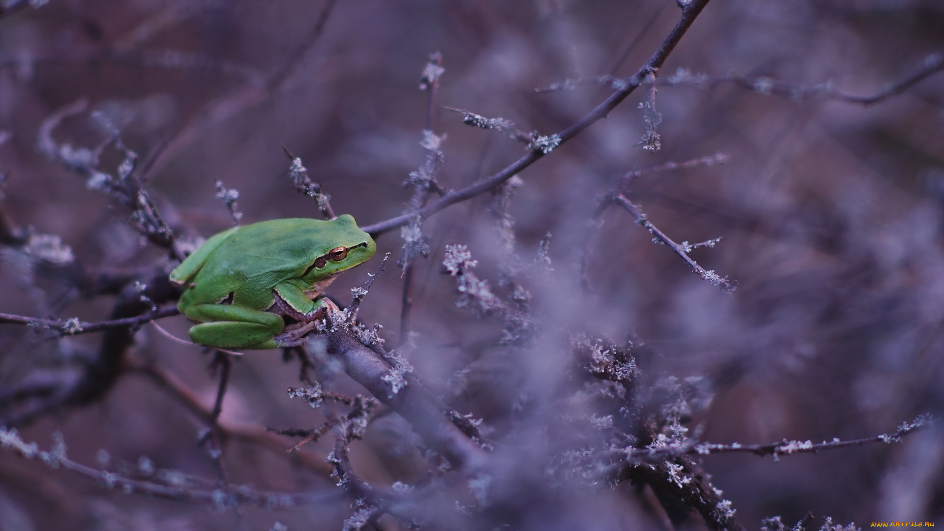 животные, лягушки, снег, лягушка, иней, ветки