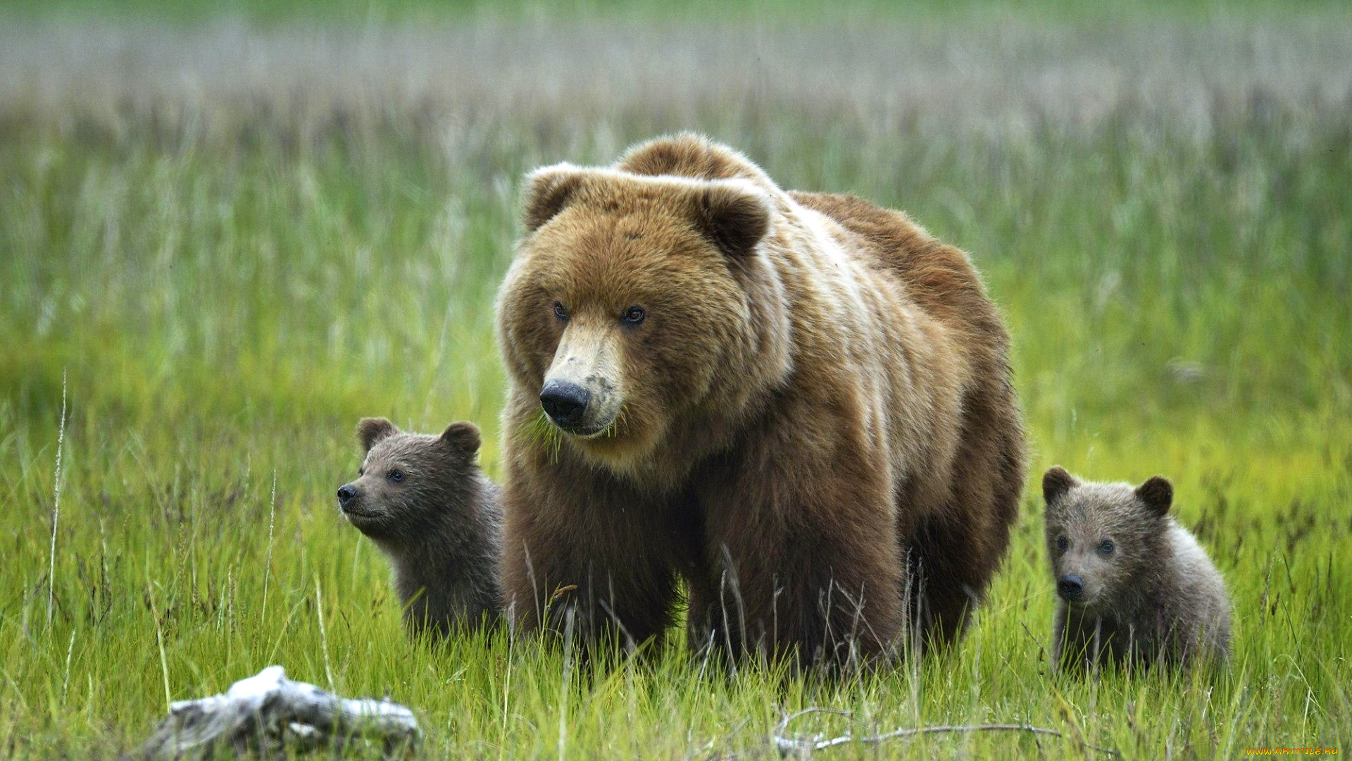 животные, медведи, аляска, природа, трава, медвежата, медведица, гризли