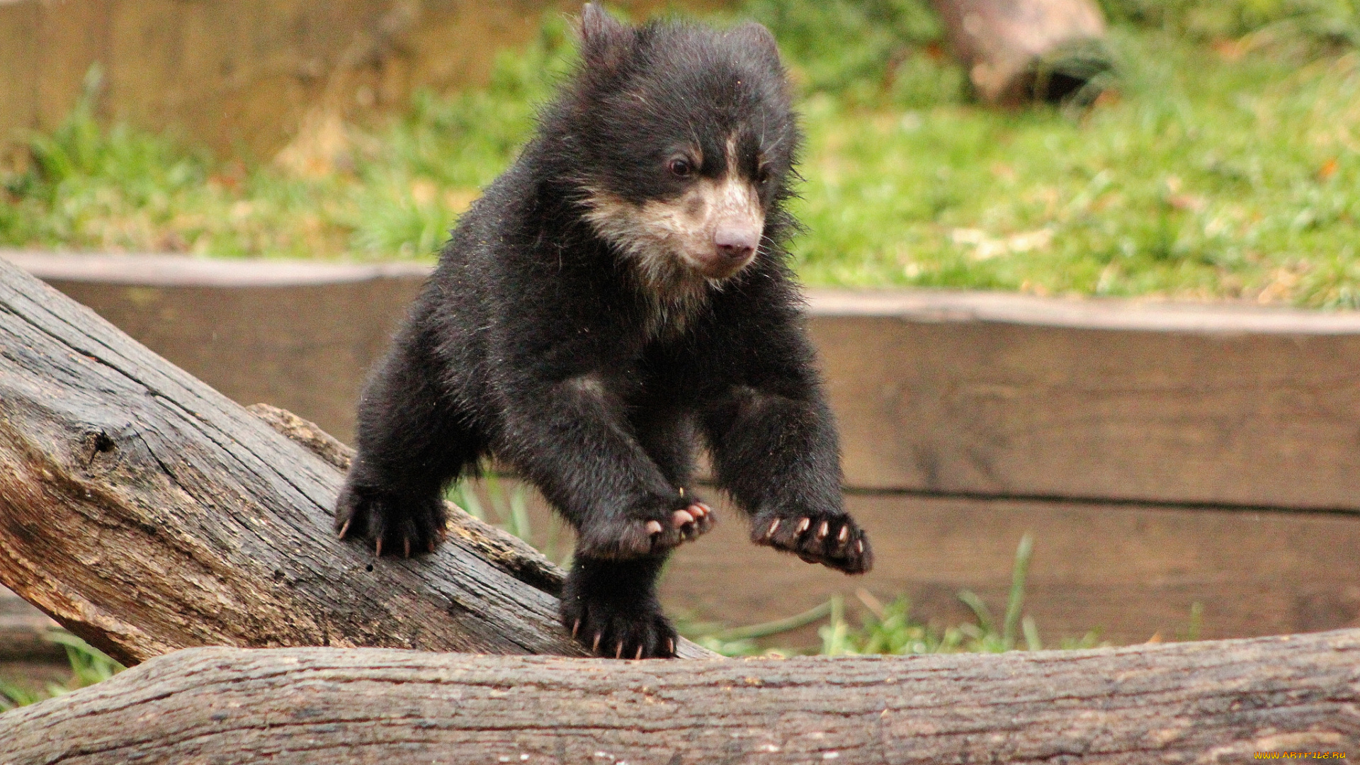 животные, медведи, медведь, медвежонок