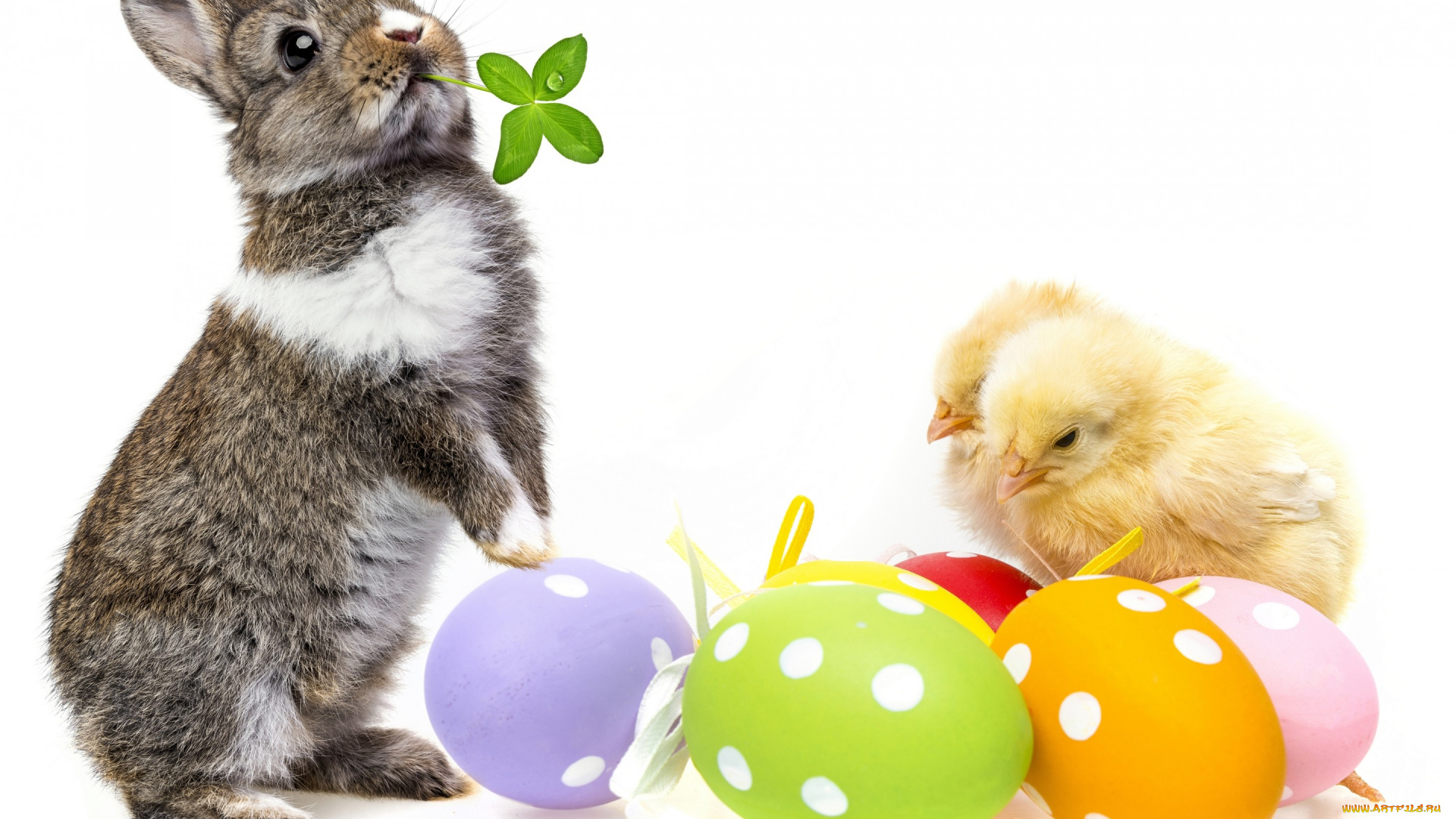 животные, разные, вместе, easter, яйца, цыплята, кролик, пасха, spring, bunny