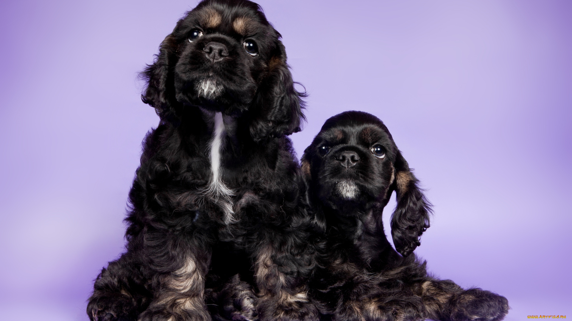 животные, собаки, кокер-спаниели, дуэт, щенки