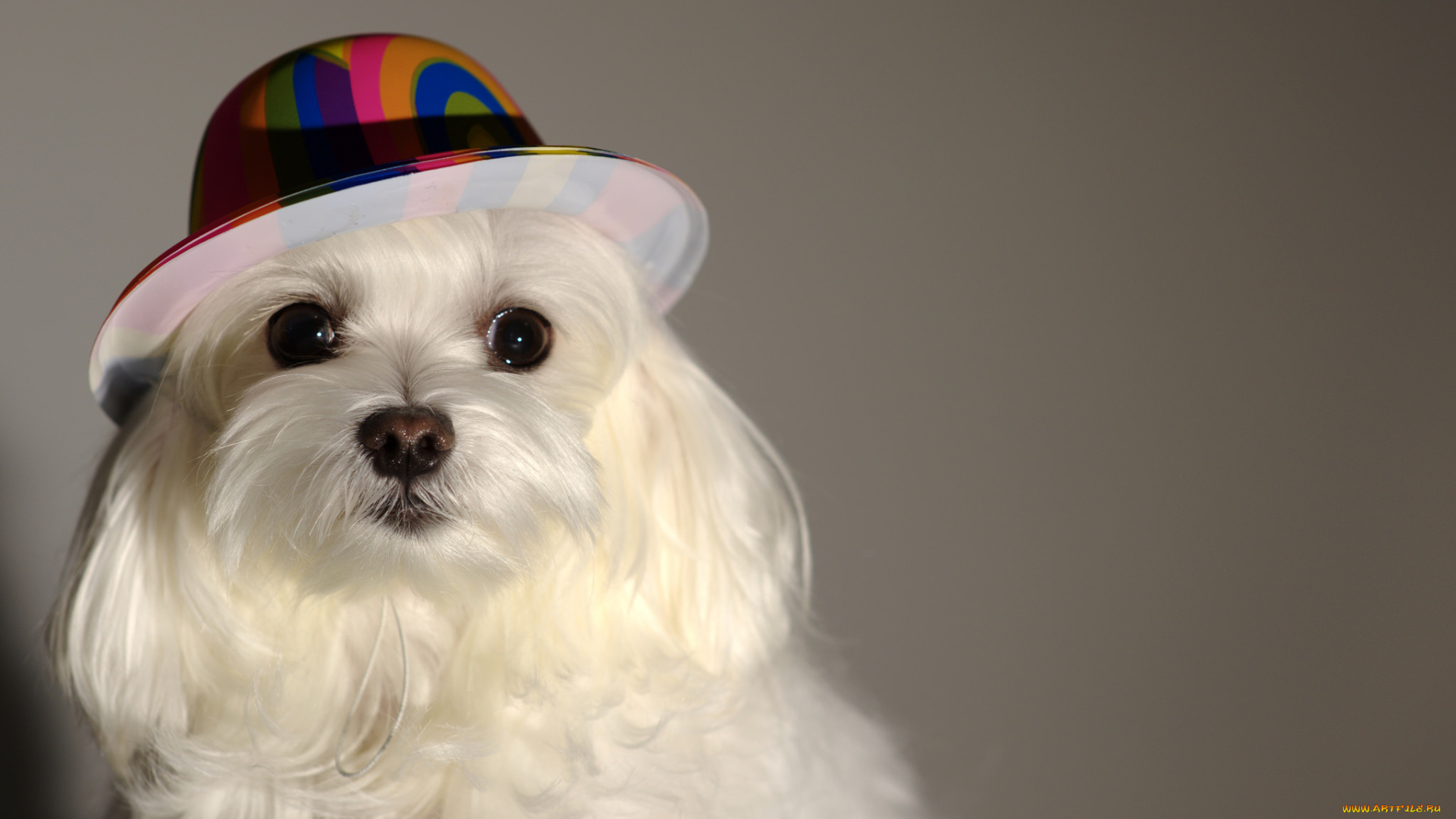 животные, собаки, шапочка, собачка, взгляд, друг, пёс