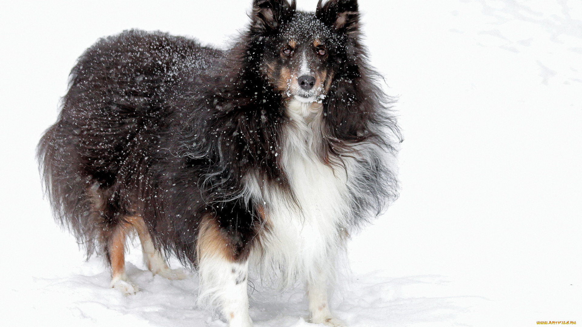 животные, собаки, снег, зима, пушистая, взгляд, собака