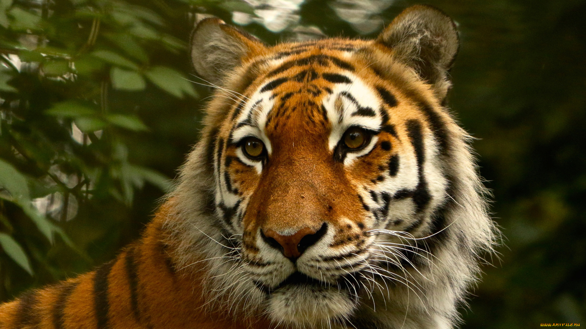 животные, тигры, взгляд, тигр, шерсть, природа, кошка