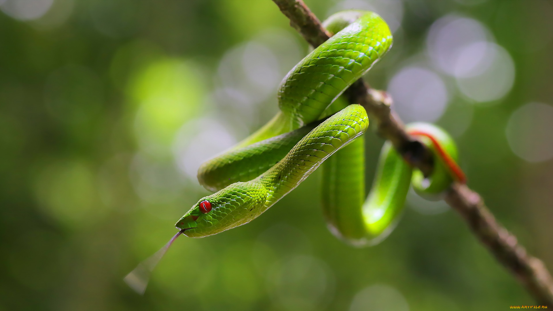 животные, змеи, , питоны, , кобры, макро, природа, змея