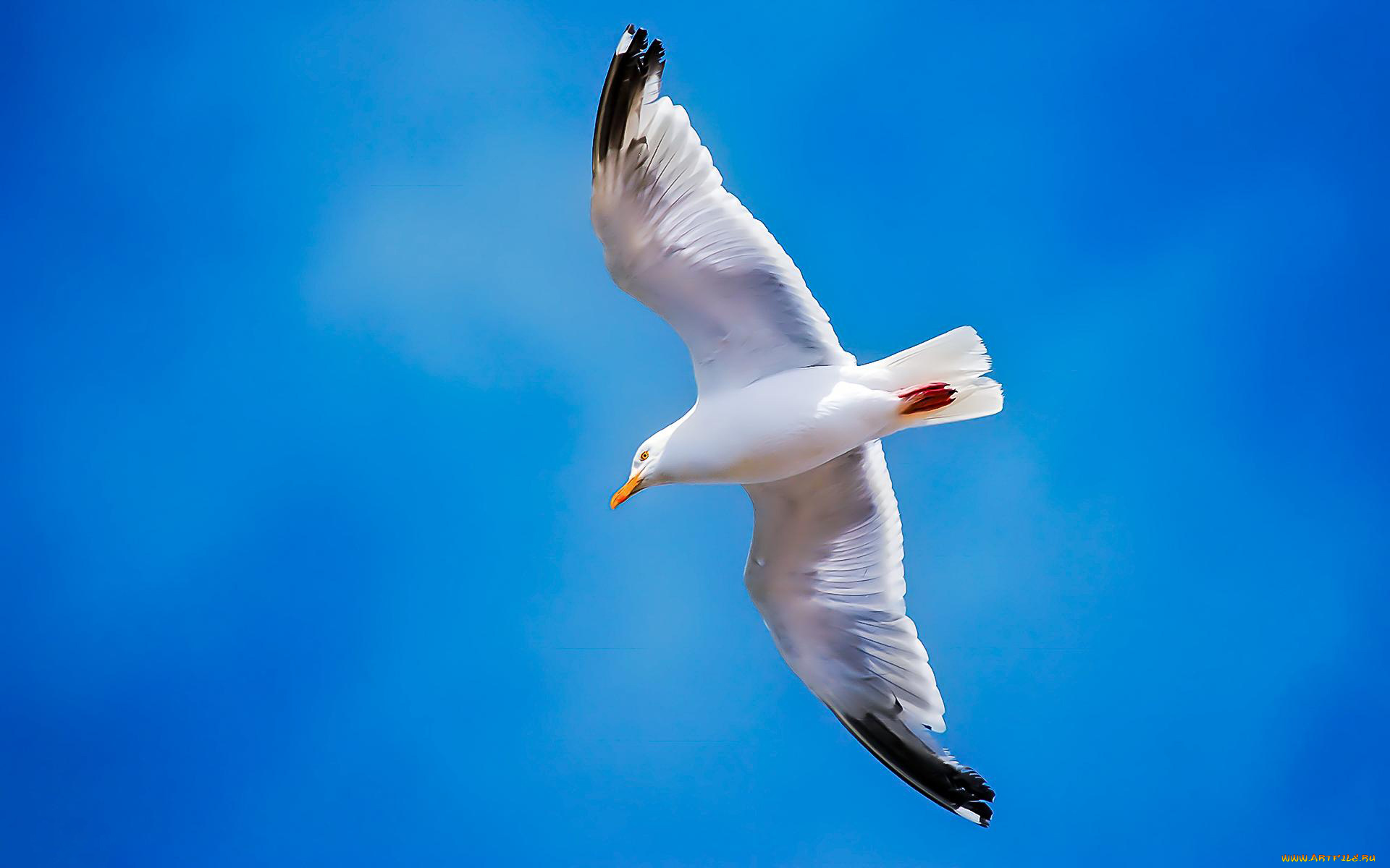 животные, Чайки, , бакланы, , крачки, летит, парит, чайка, птица, небо
