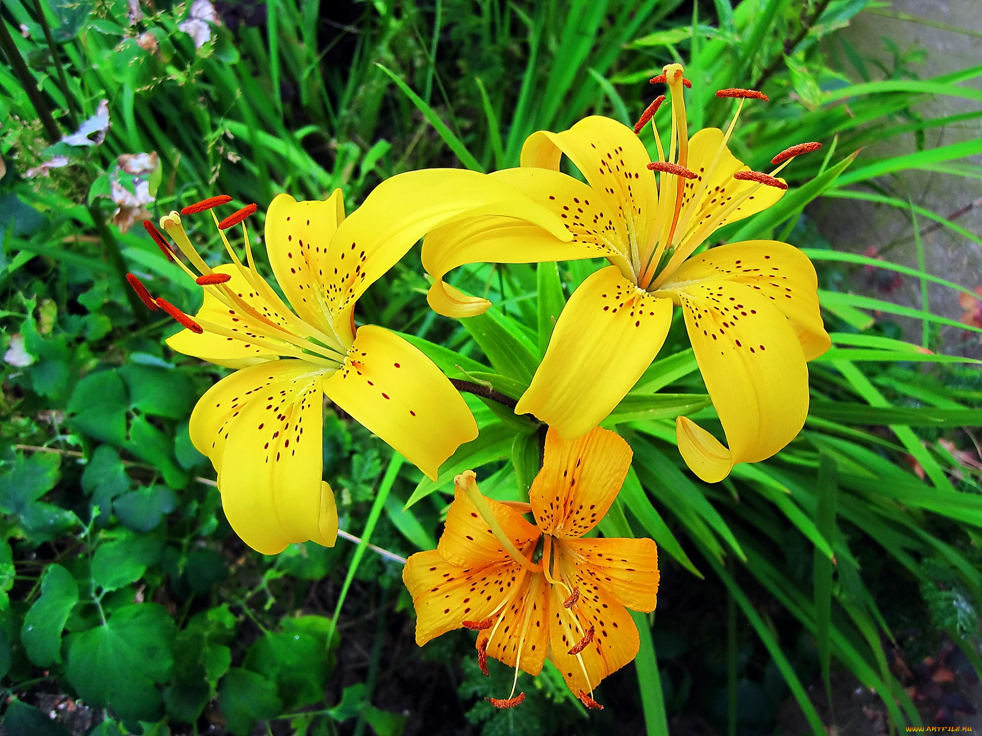 цветы, лилии, , лилейники, жёлтые