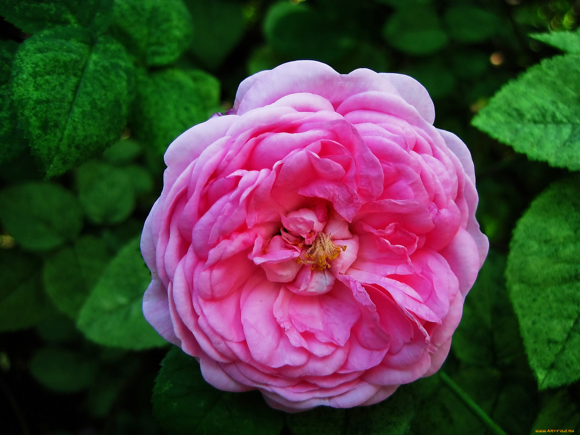 цветы, розы, роза, розовая