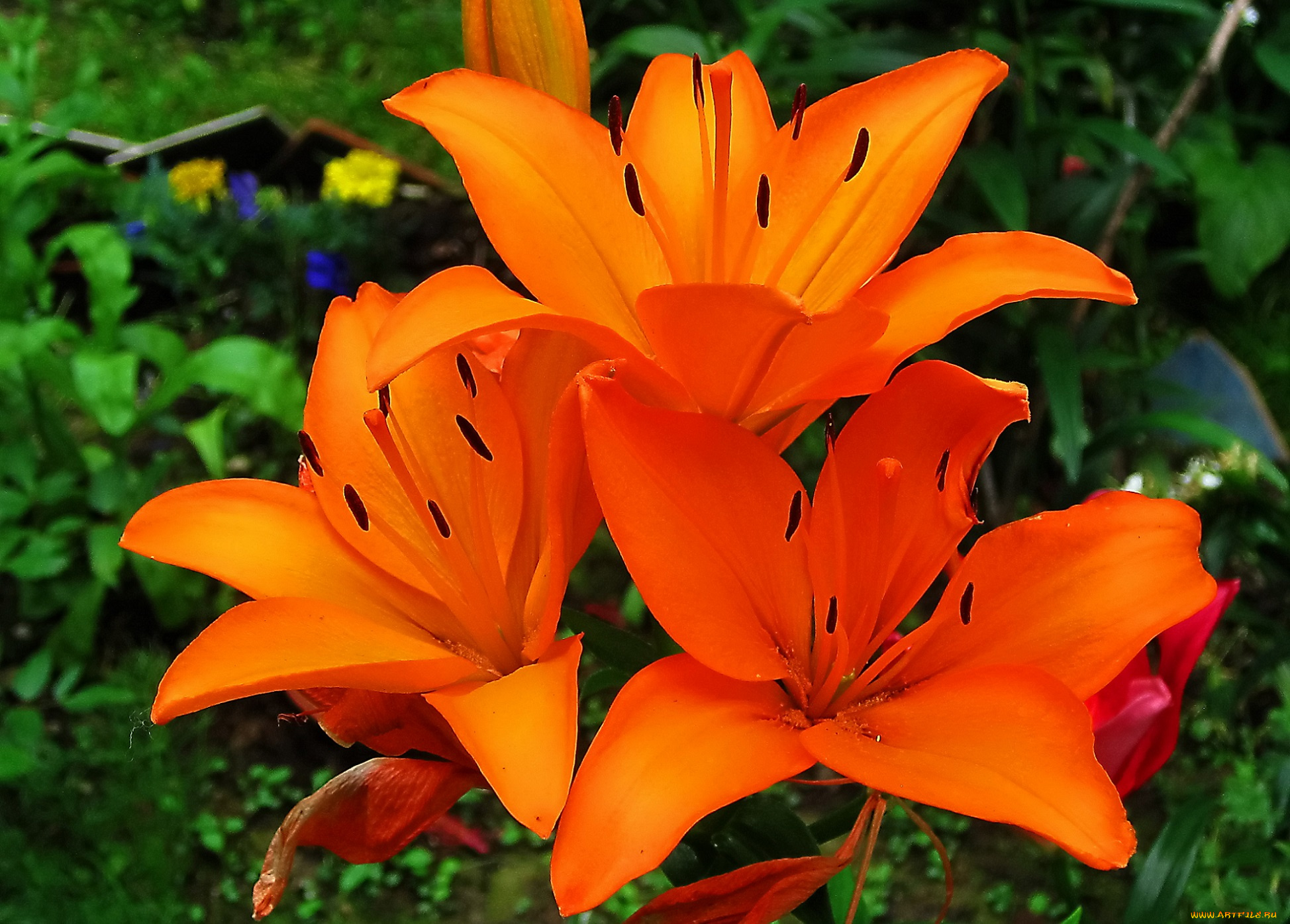 цветы, лилии, , лилейники, оранжевые