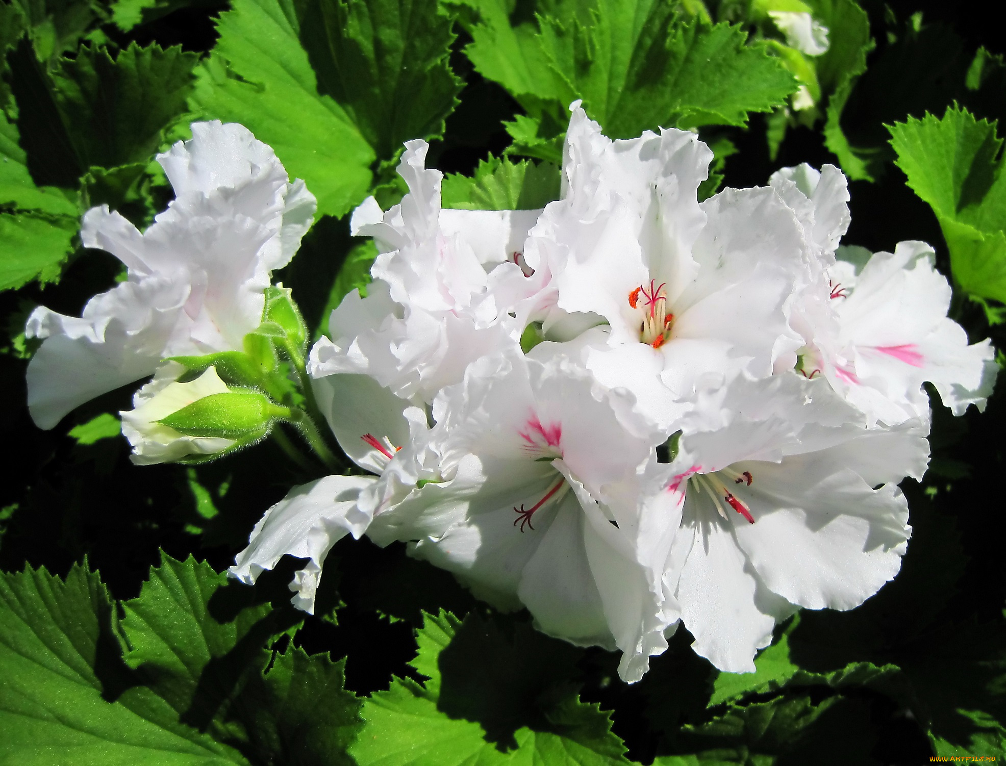 цветы, годеция, белые