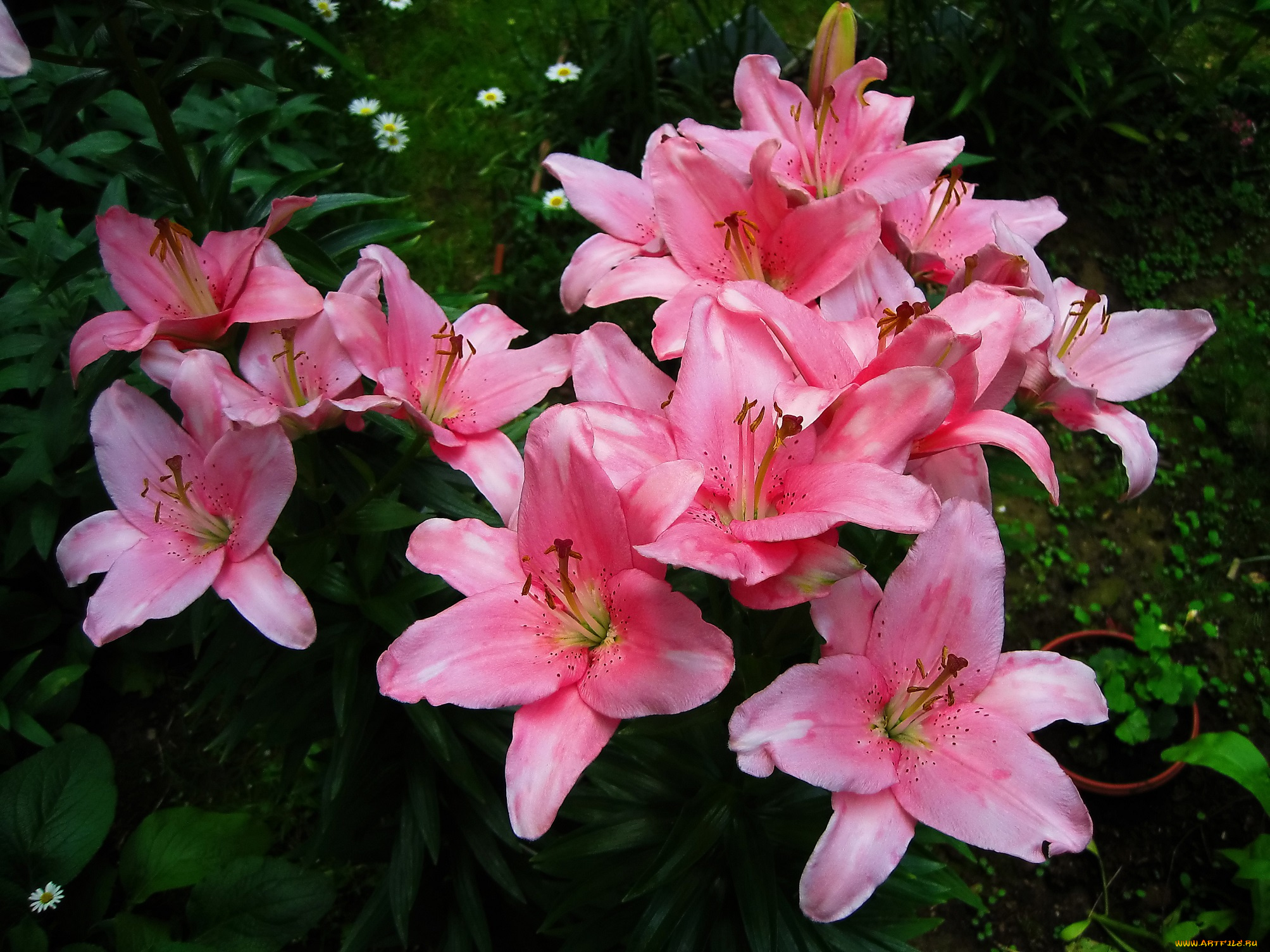 цветы, лилии, , лилейники, розовые