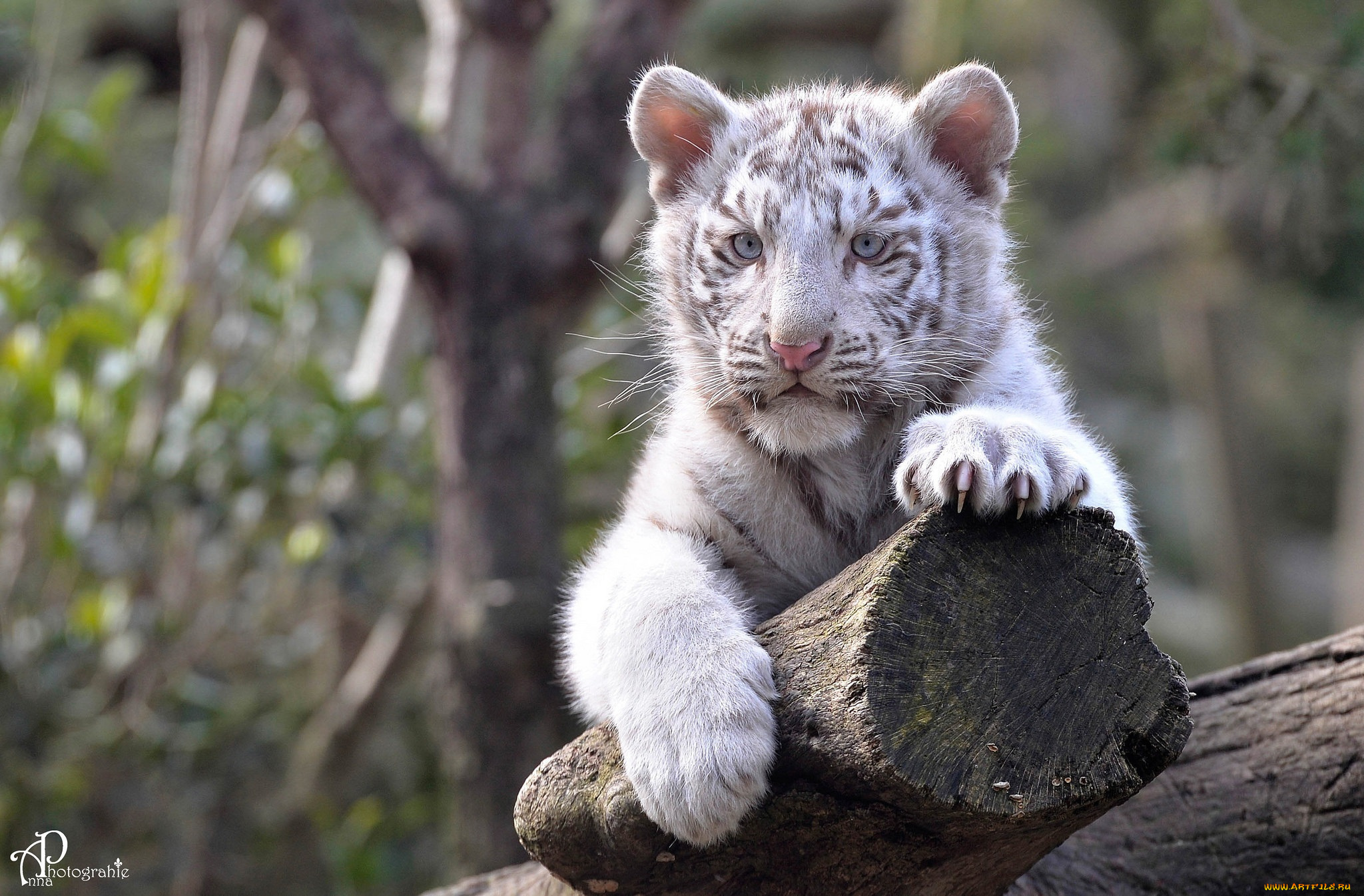 животные, тигры, тигрёнок, детёныш, котёнок, малыш, мордочка, лапы, отдых