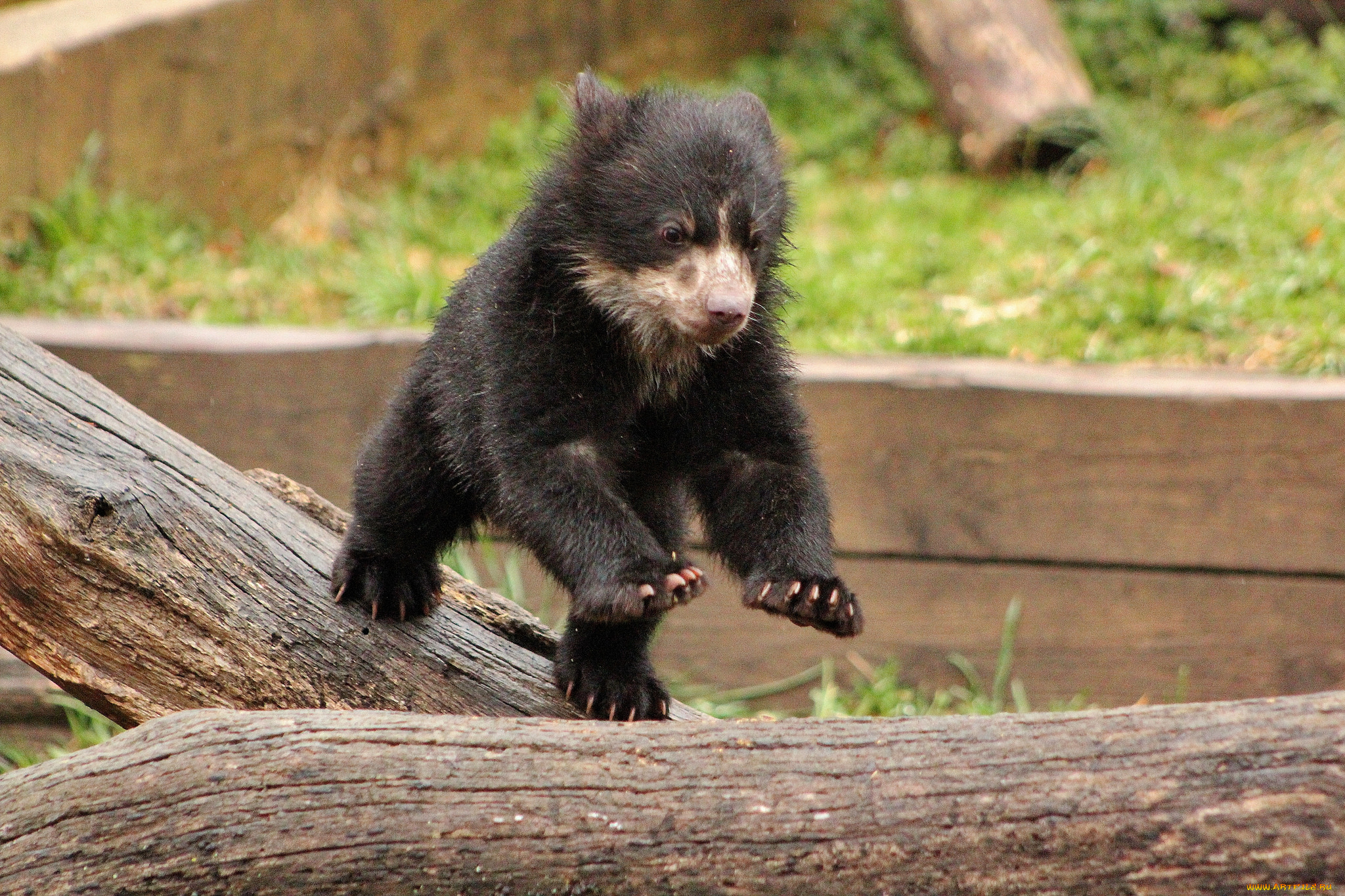 животные, медведи, медведь, медвежонок