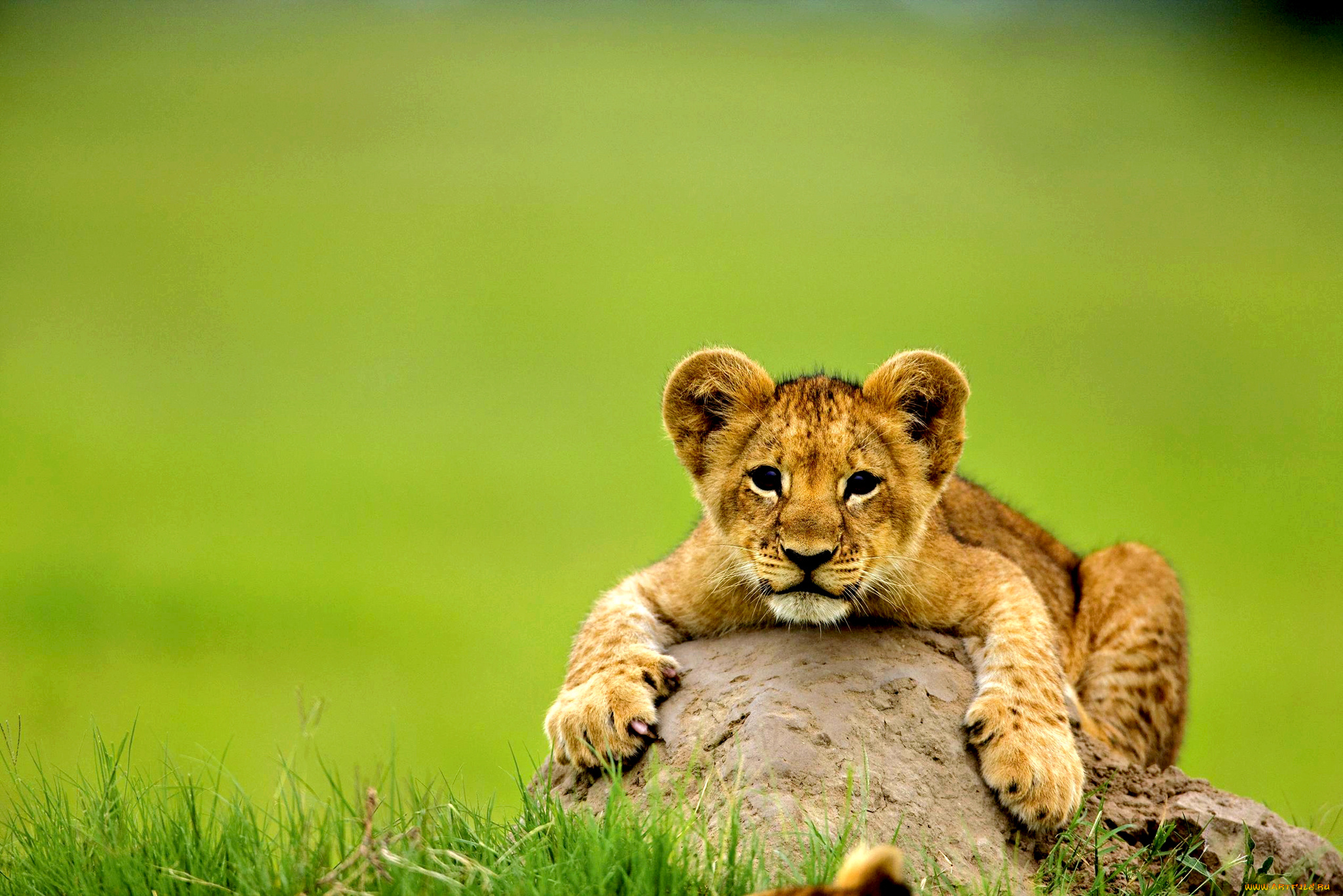 животные, львы, камень, кошка, львенок, лев