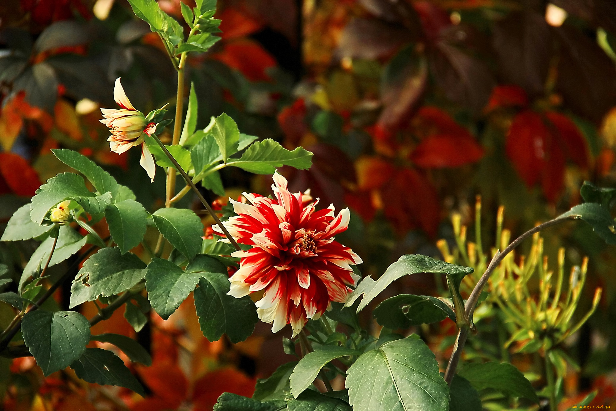 цветы, георгины, рябой, цветок, куст, георгина