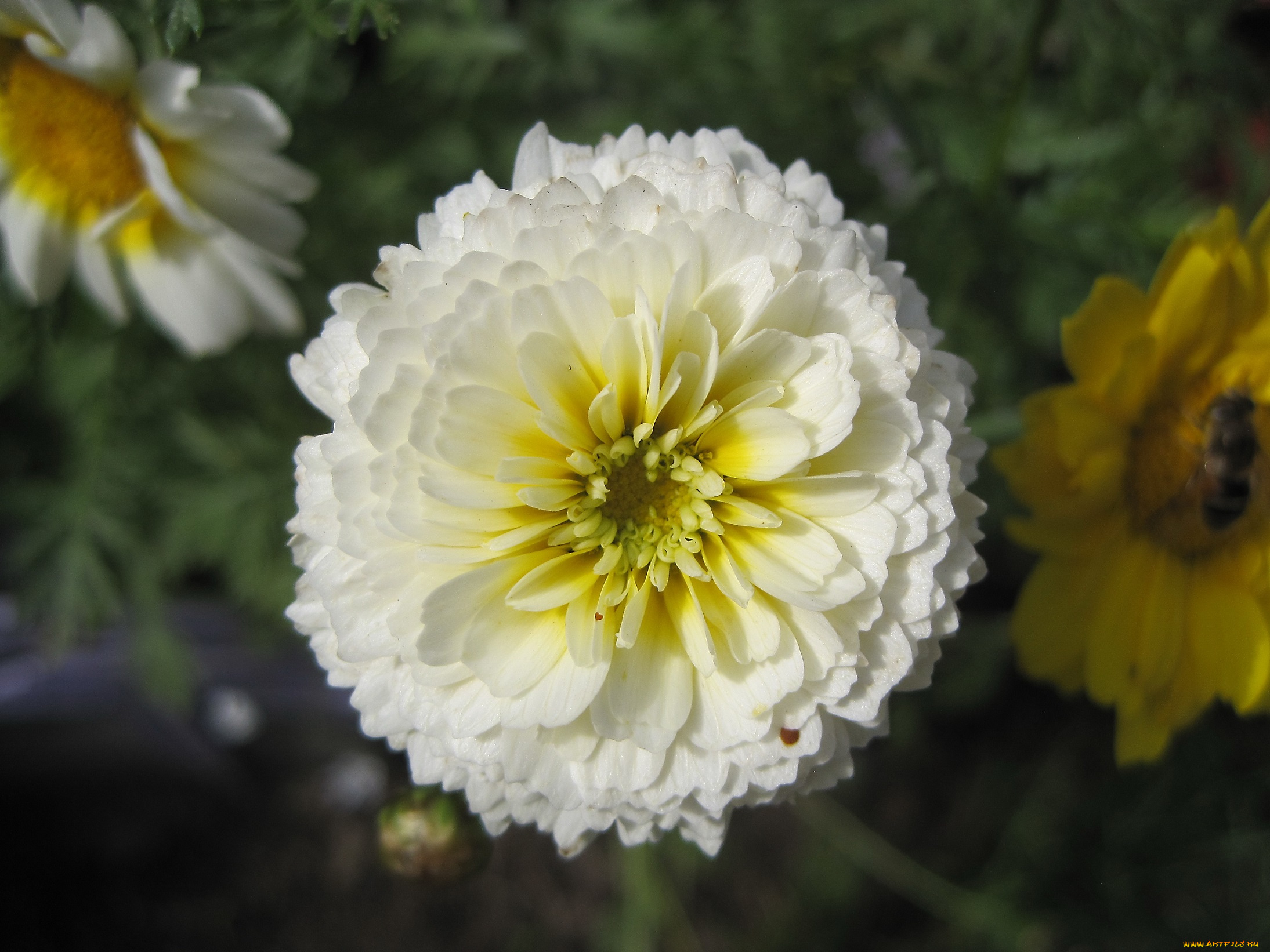 цветы, цинния, цветок, белый