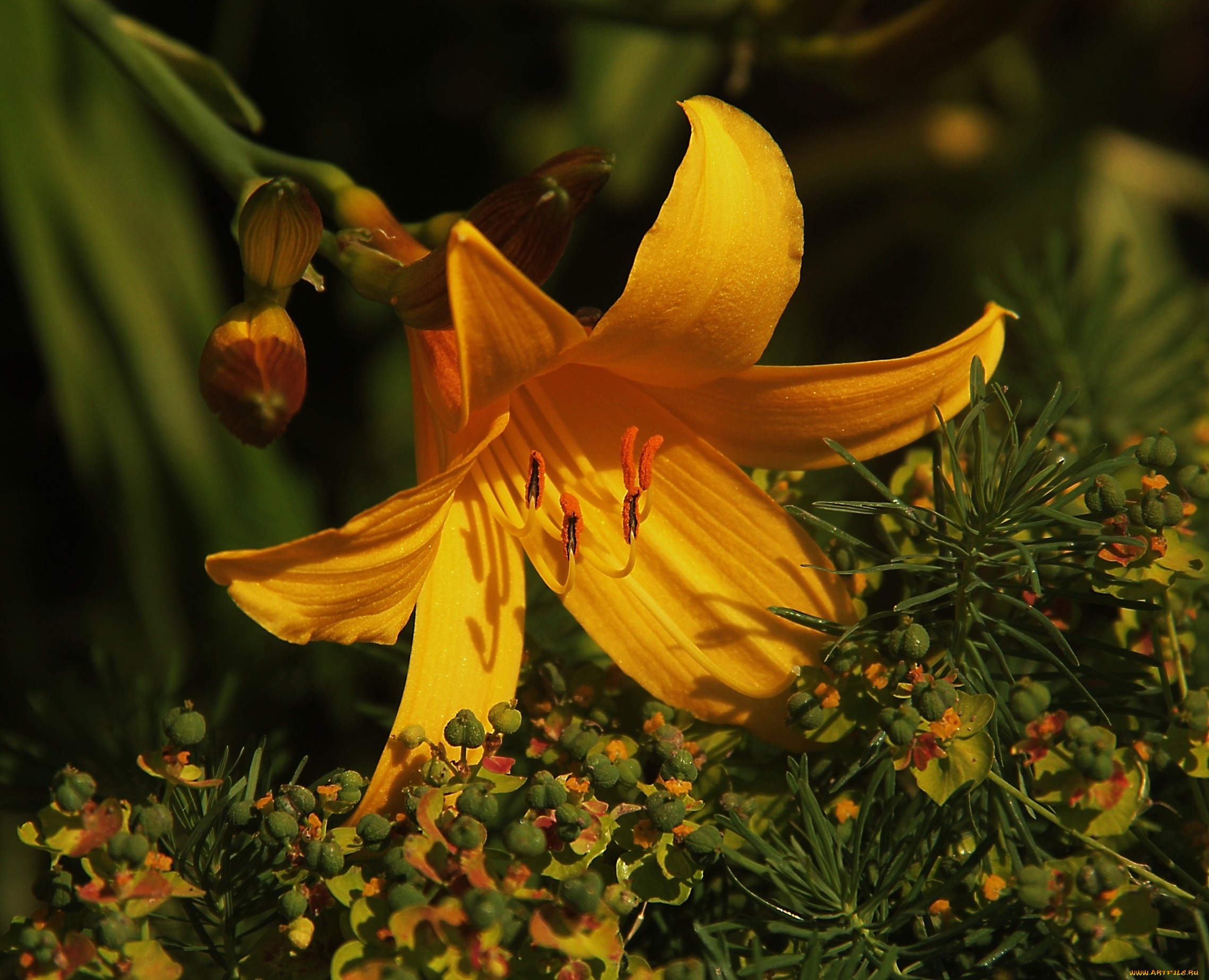 цветы, лилии, , лилейники, лилия, цветок, жёлтый