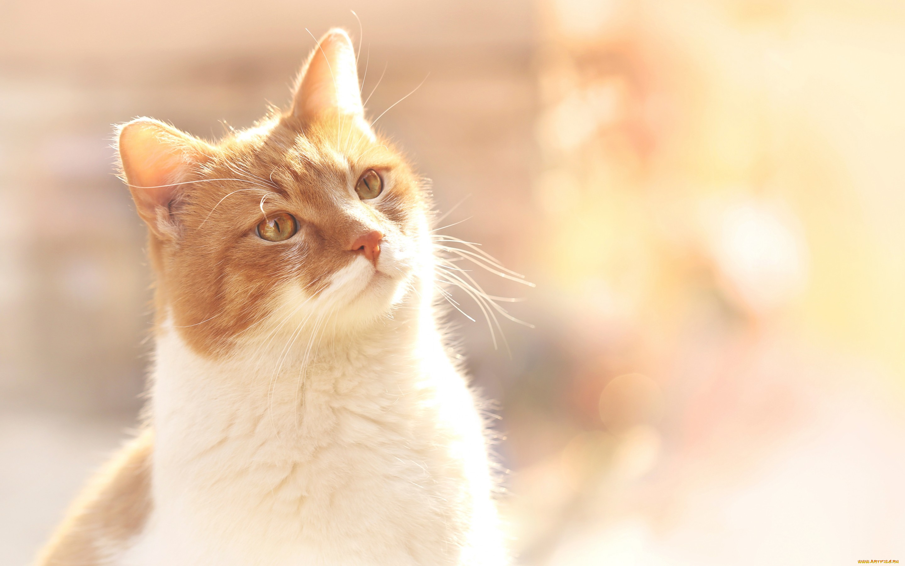 животные, коты, боке, кот, рыжий