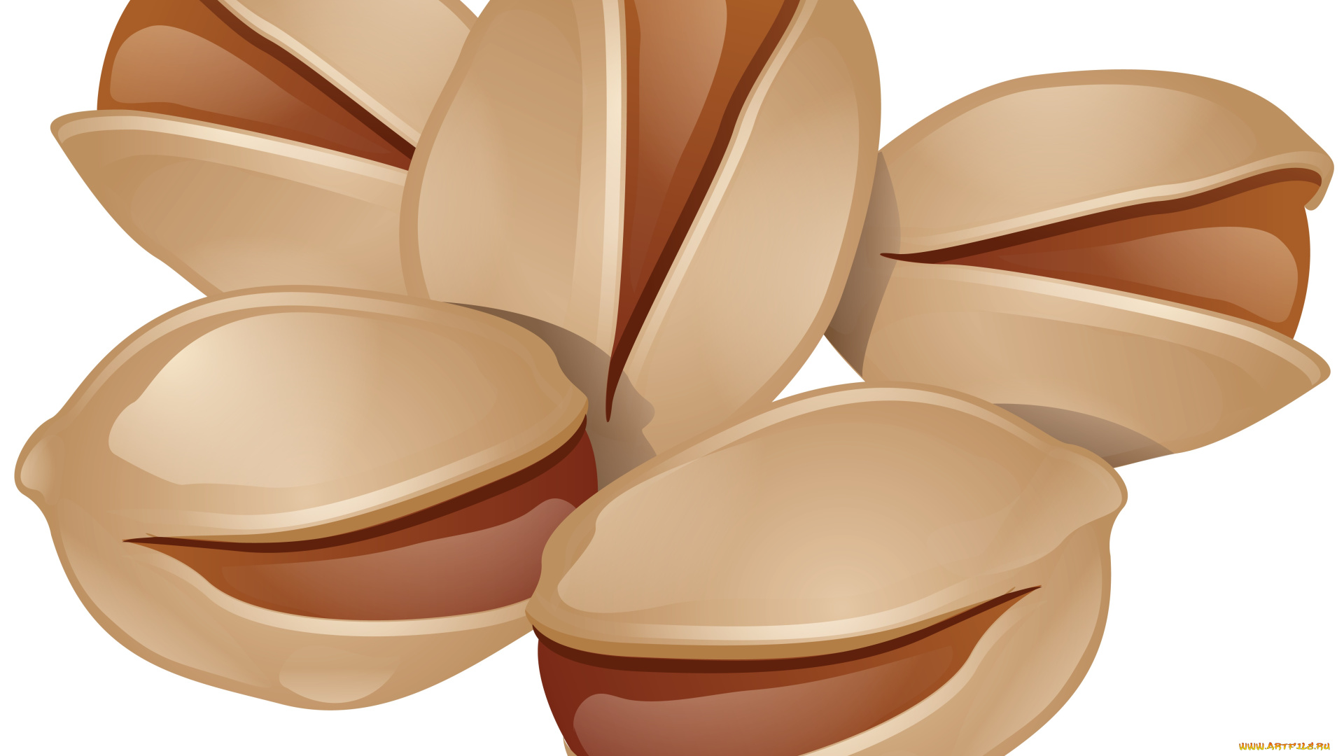 векторная, графика, еда, , food, фон, орехи