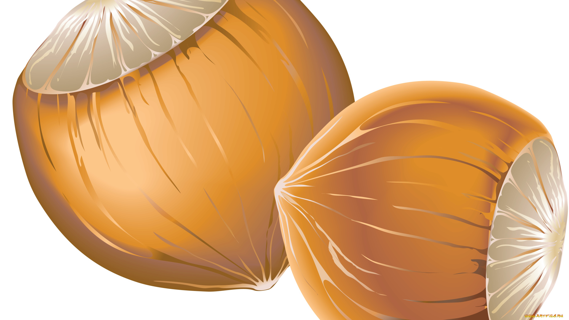 векторная, графика, еда, , food, фон, орехи