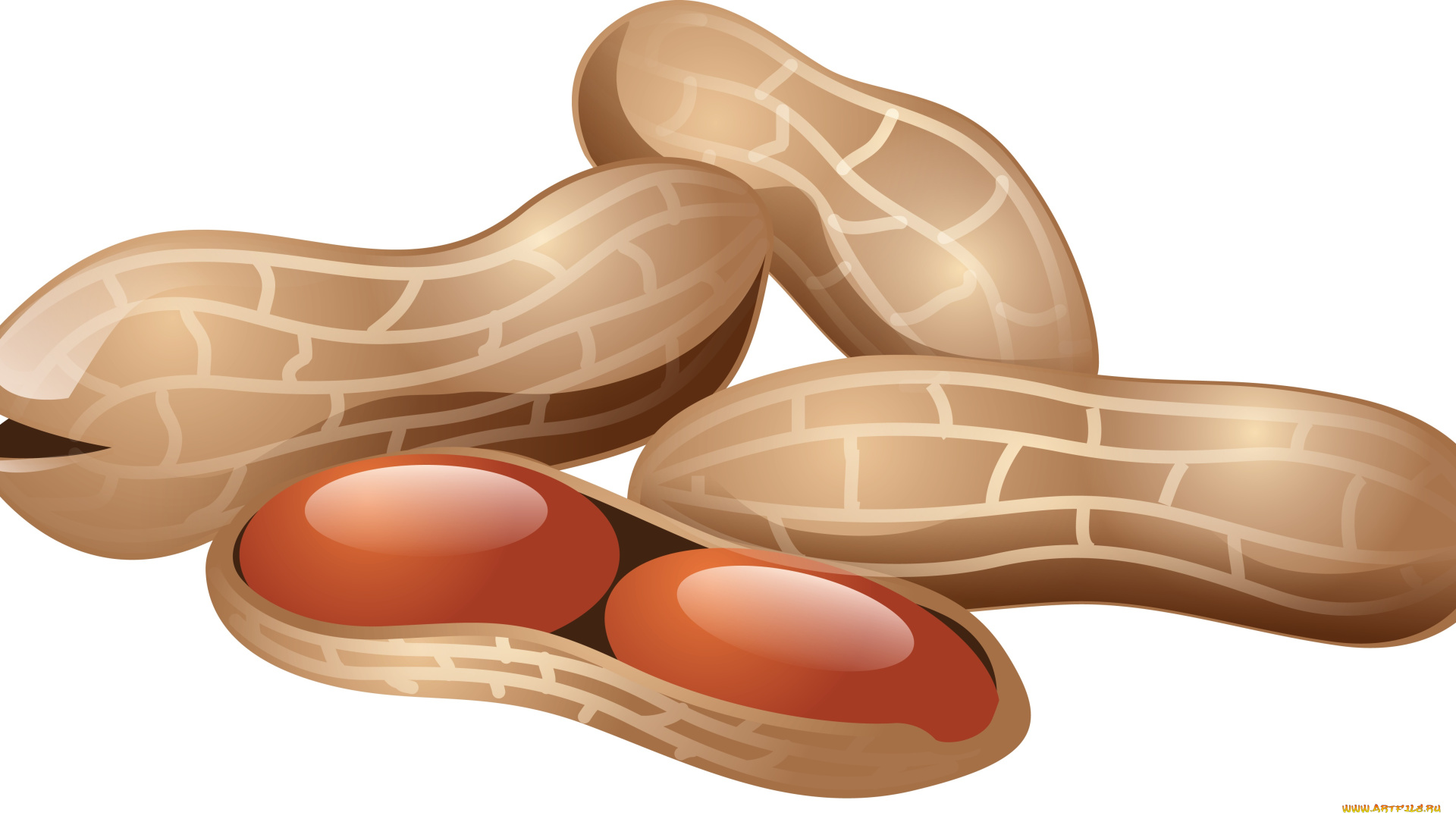 векторная, графика, еда, , food, орехи, фон