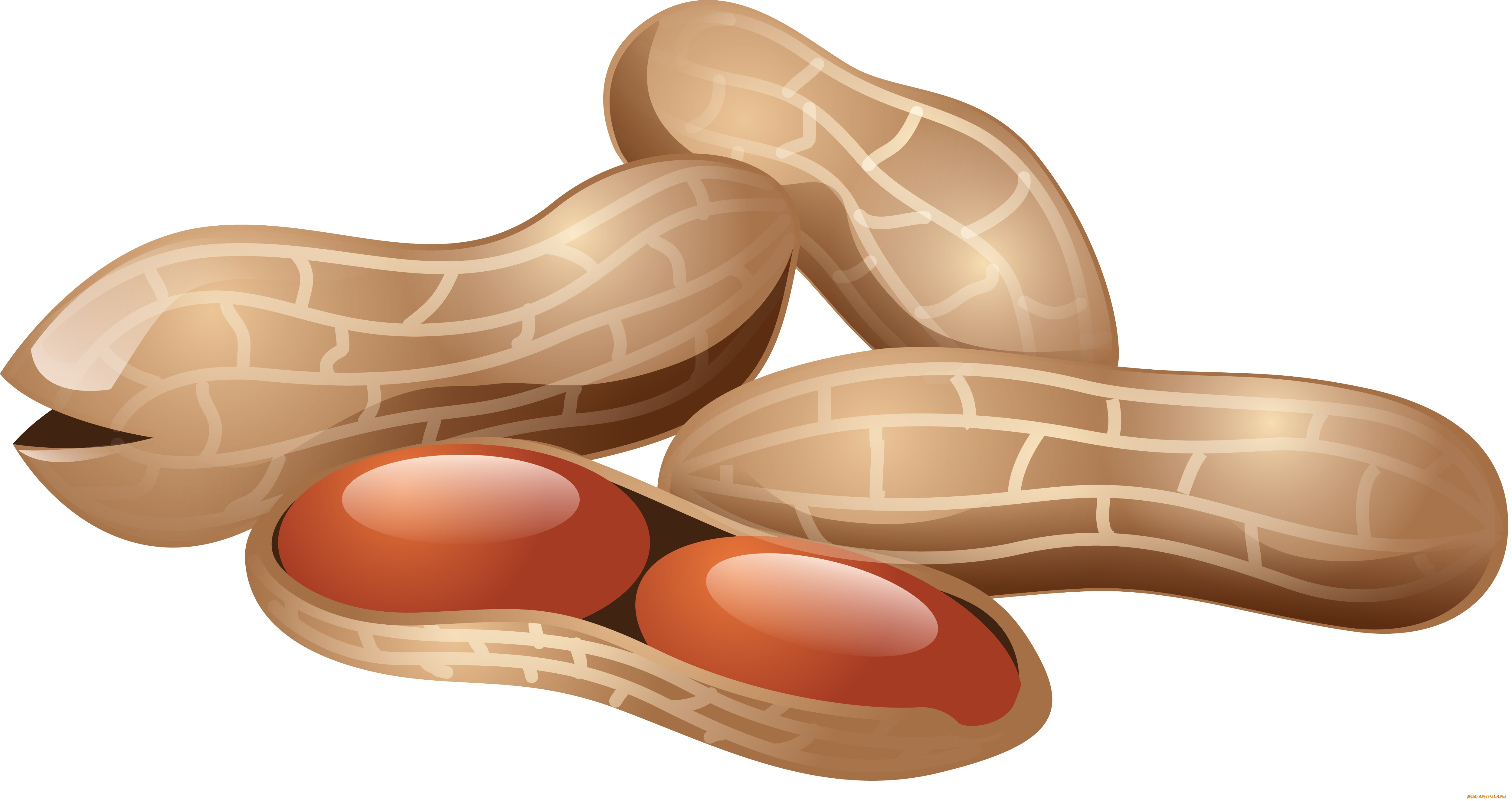 векторная, графика, еда, , food, орехи, фон