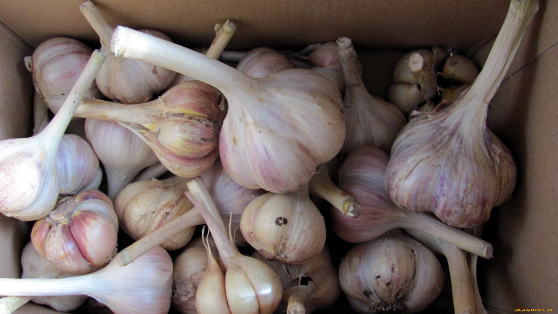 еда, Чеснок, урожай