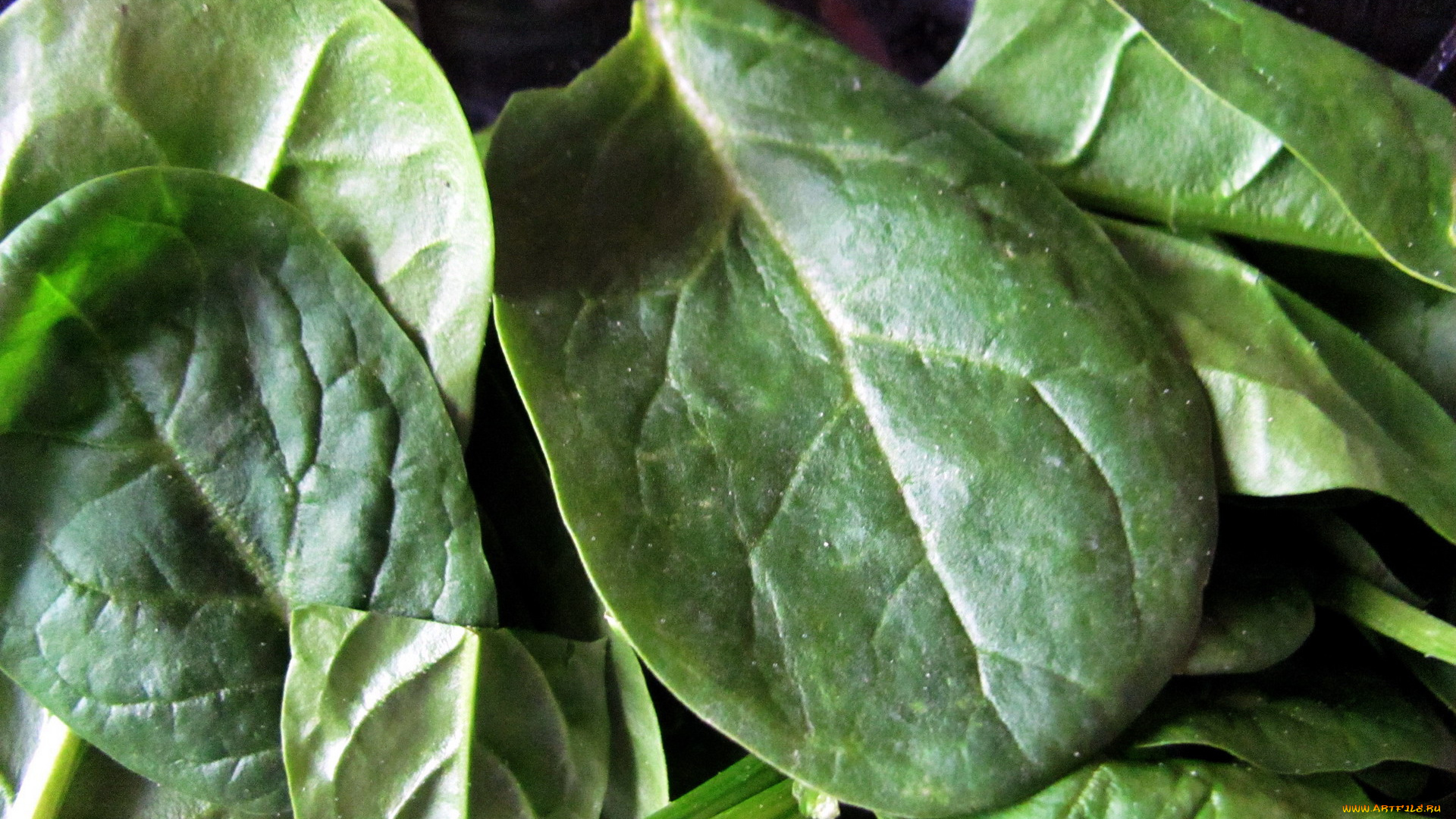 еда, овощи, шпинат