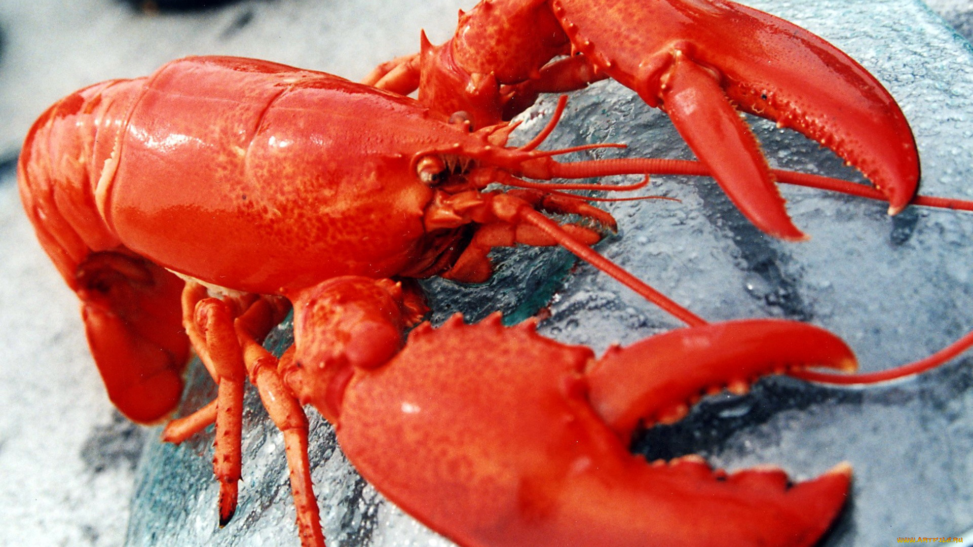 еда, рыба, , морепродукты, , суши, , роллы, лобстер