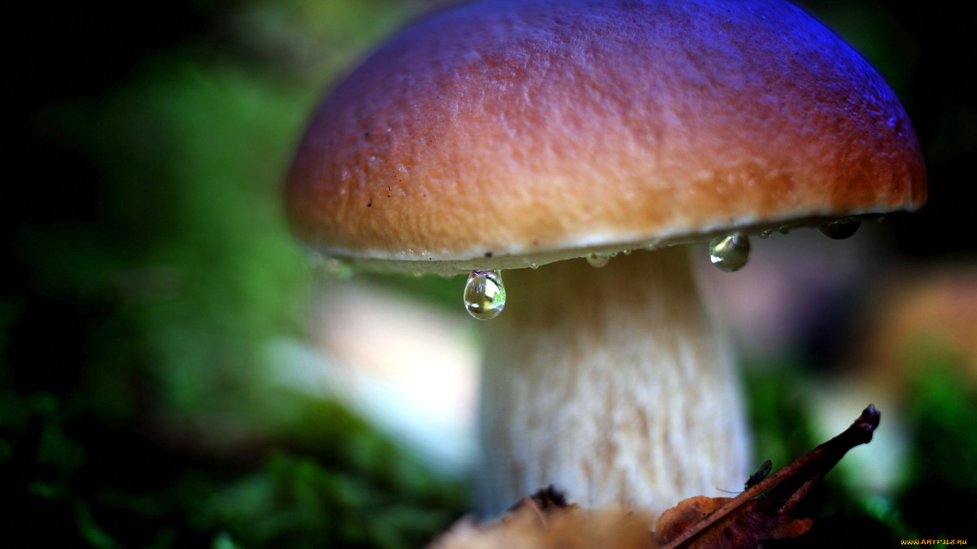 природа, грибы, боровик