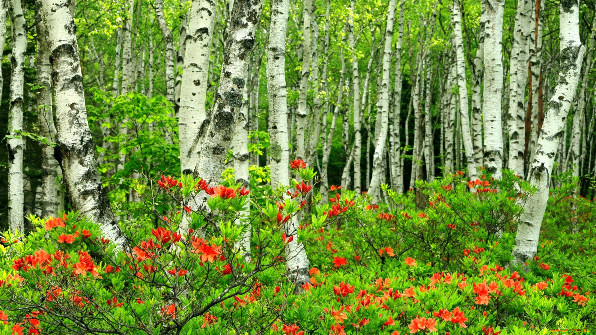 природа, лес, роща, березы