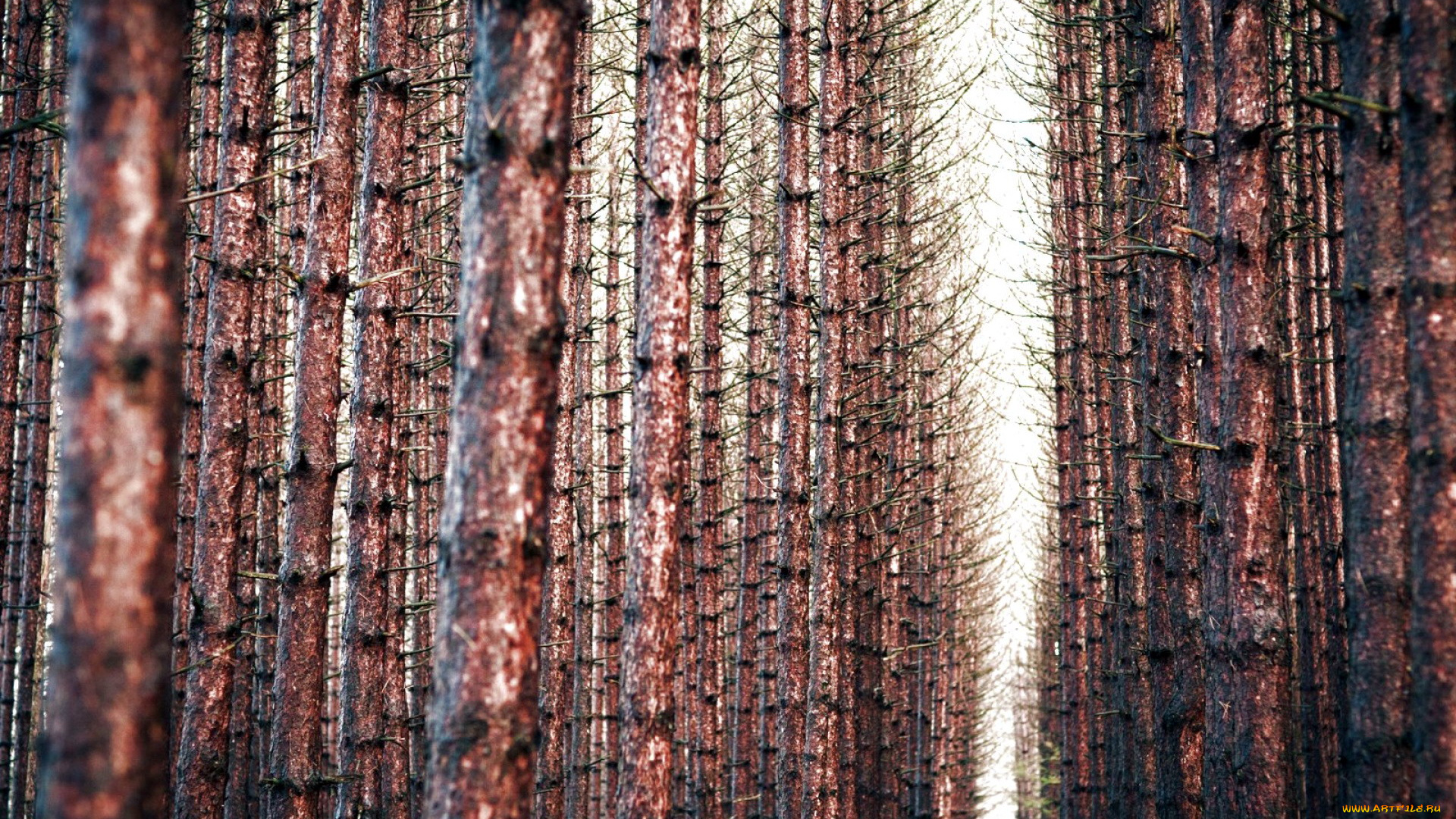природа, лес, стволы