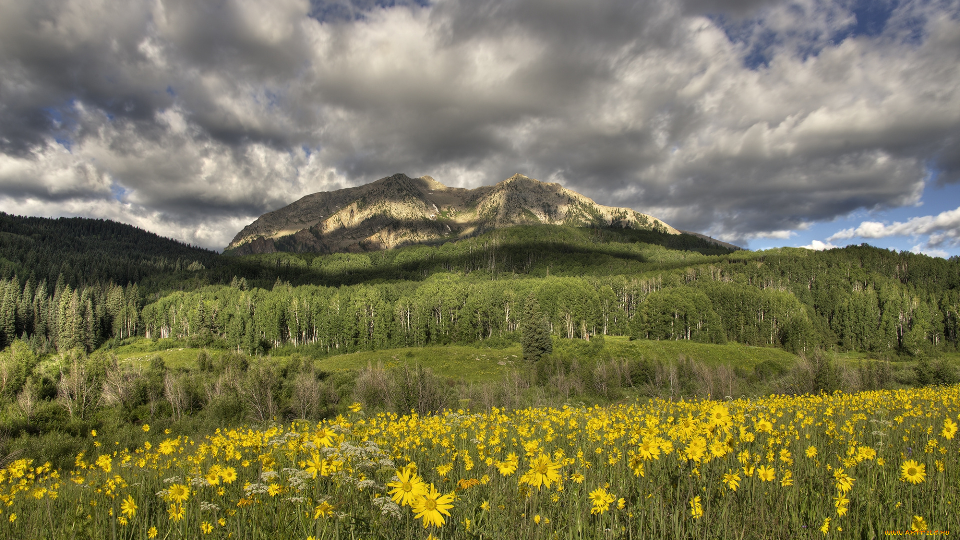 природа, луга, простор