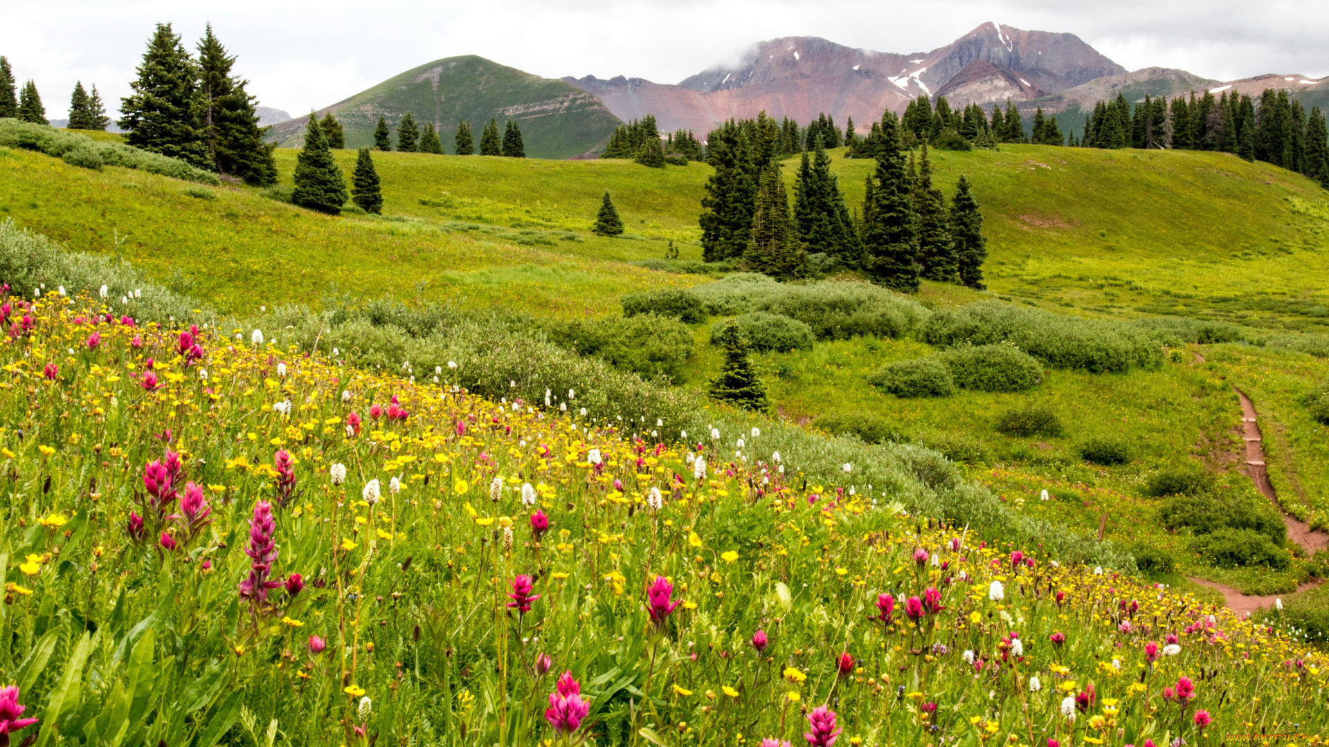 природа, луга, разнотравье, луг, горы