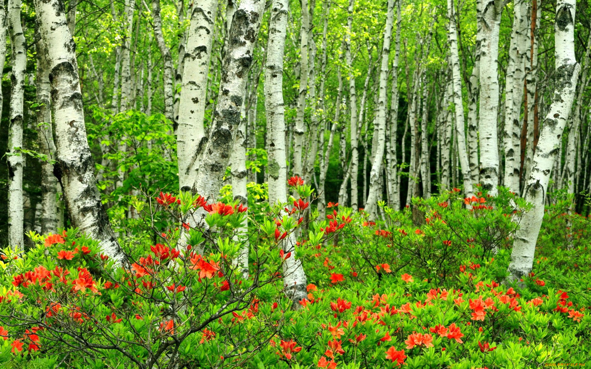 природа, лес, роща, березы