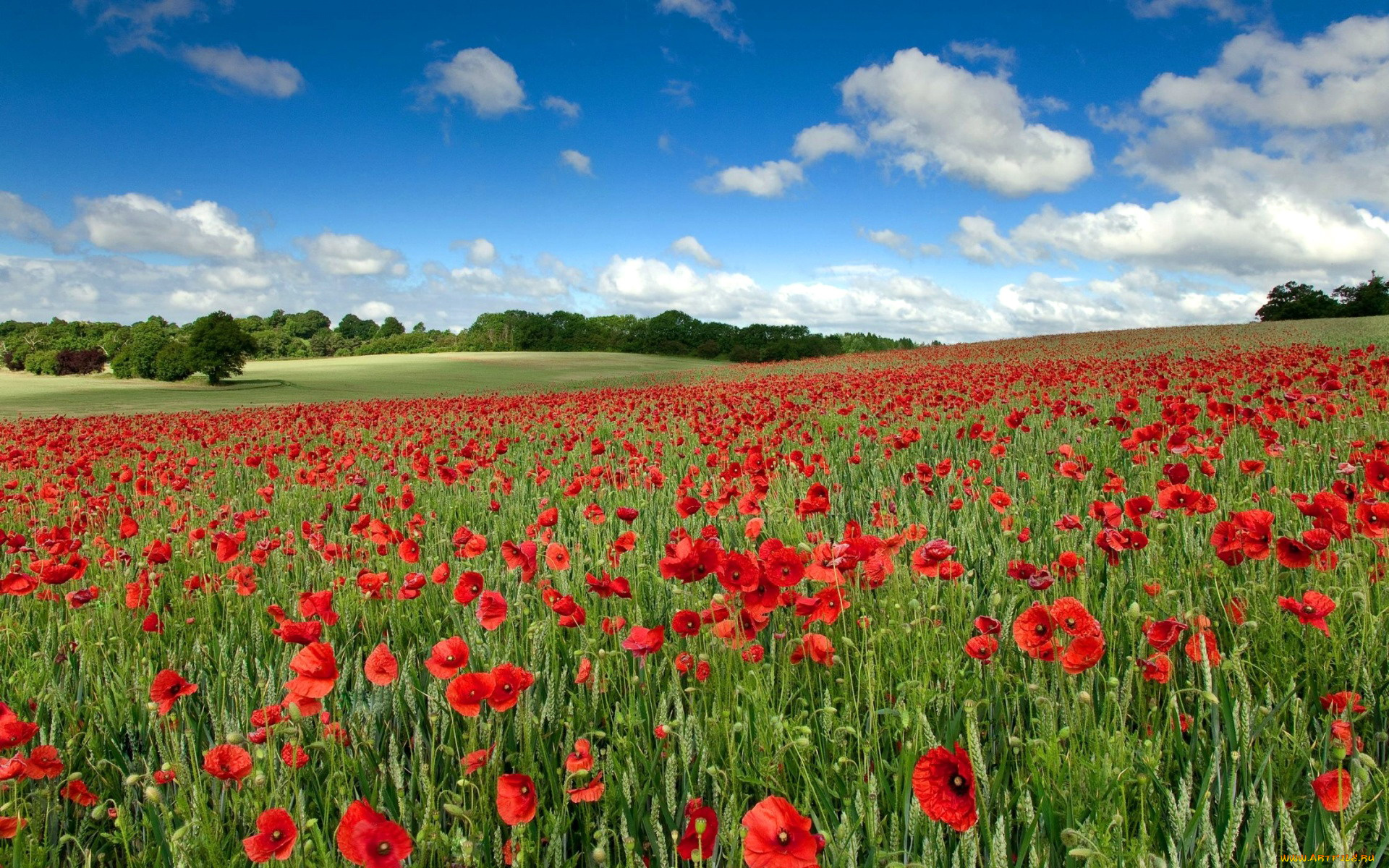 природа, луга, маки