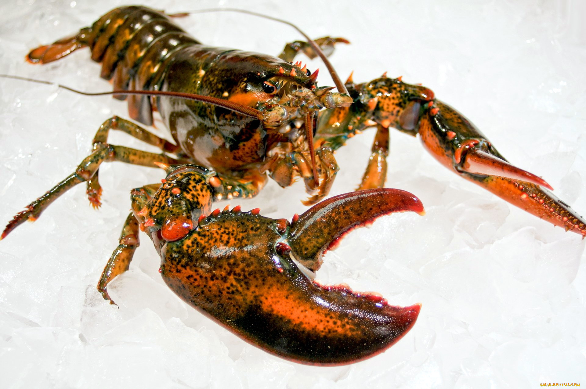 еда, рыба, , морепродукты, , суши, , роллы, лобстер