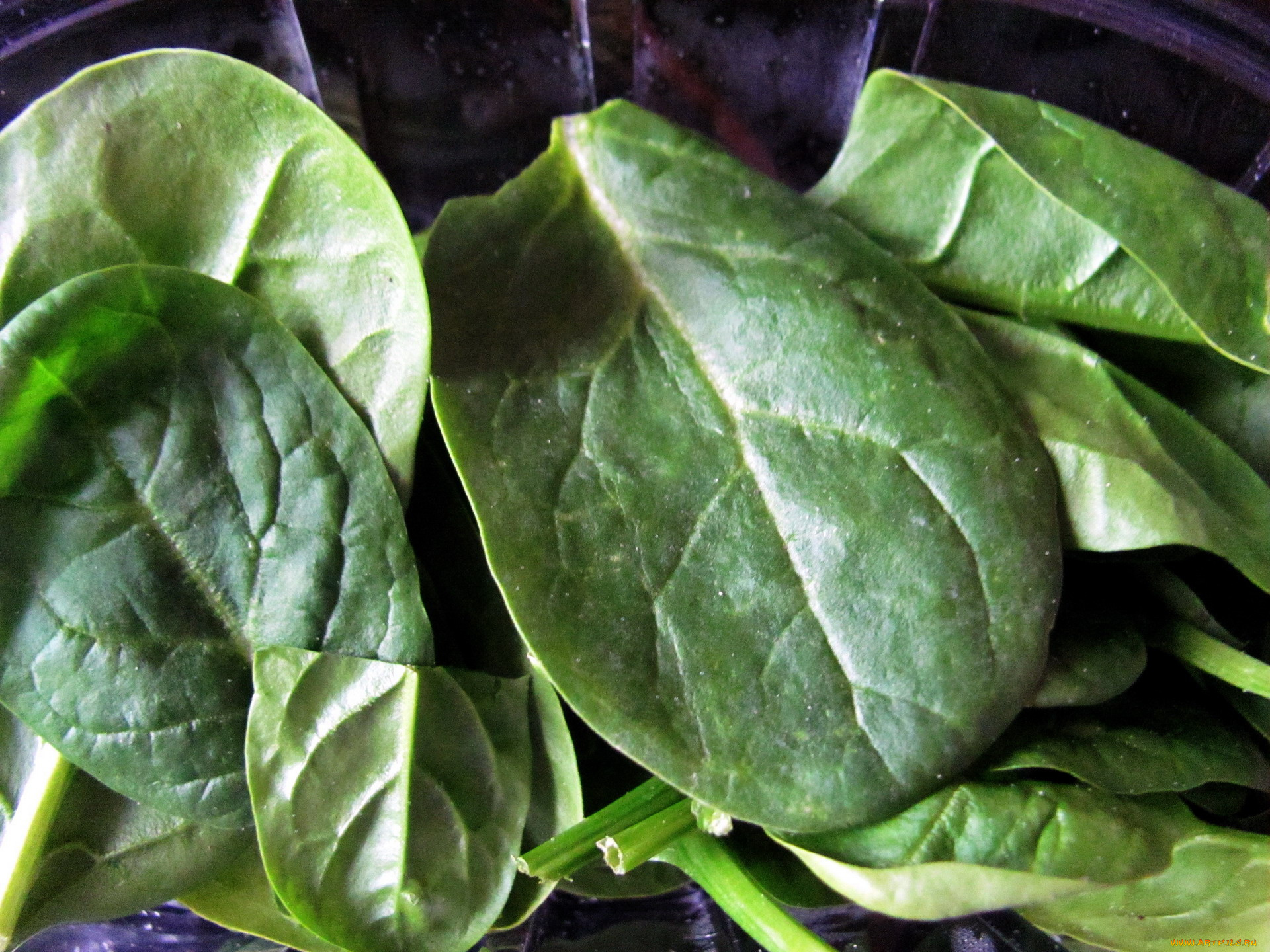 еда, овощи, шпинат