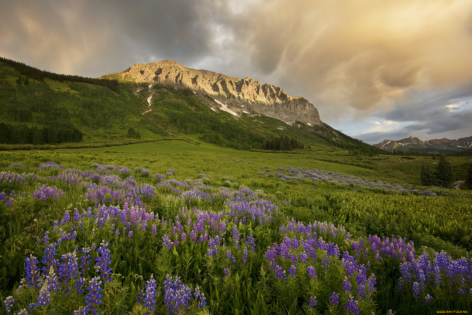 природа, луга, простор
