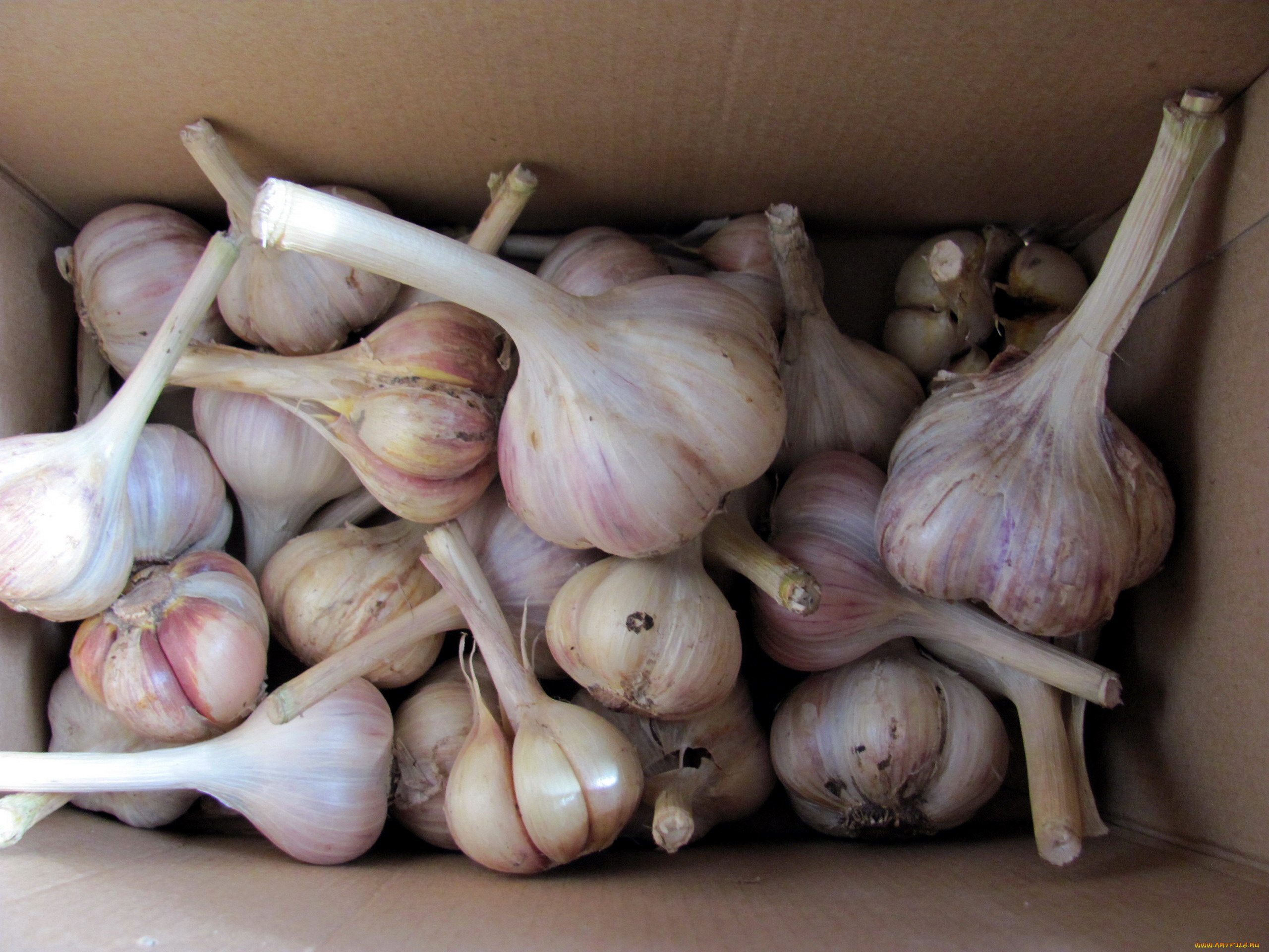 еда, Чеснок, урожай