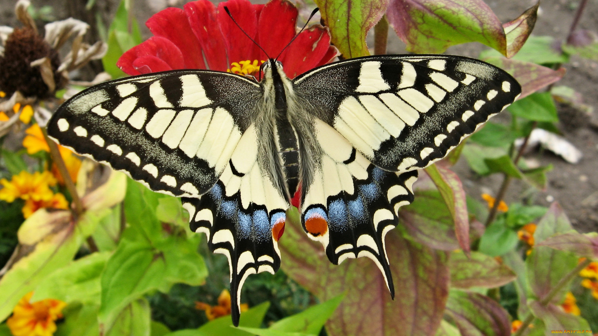 махаон, животные, бабочки, , мотыльки, , моли, цветок, насекомое, бабочка