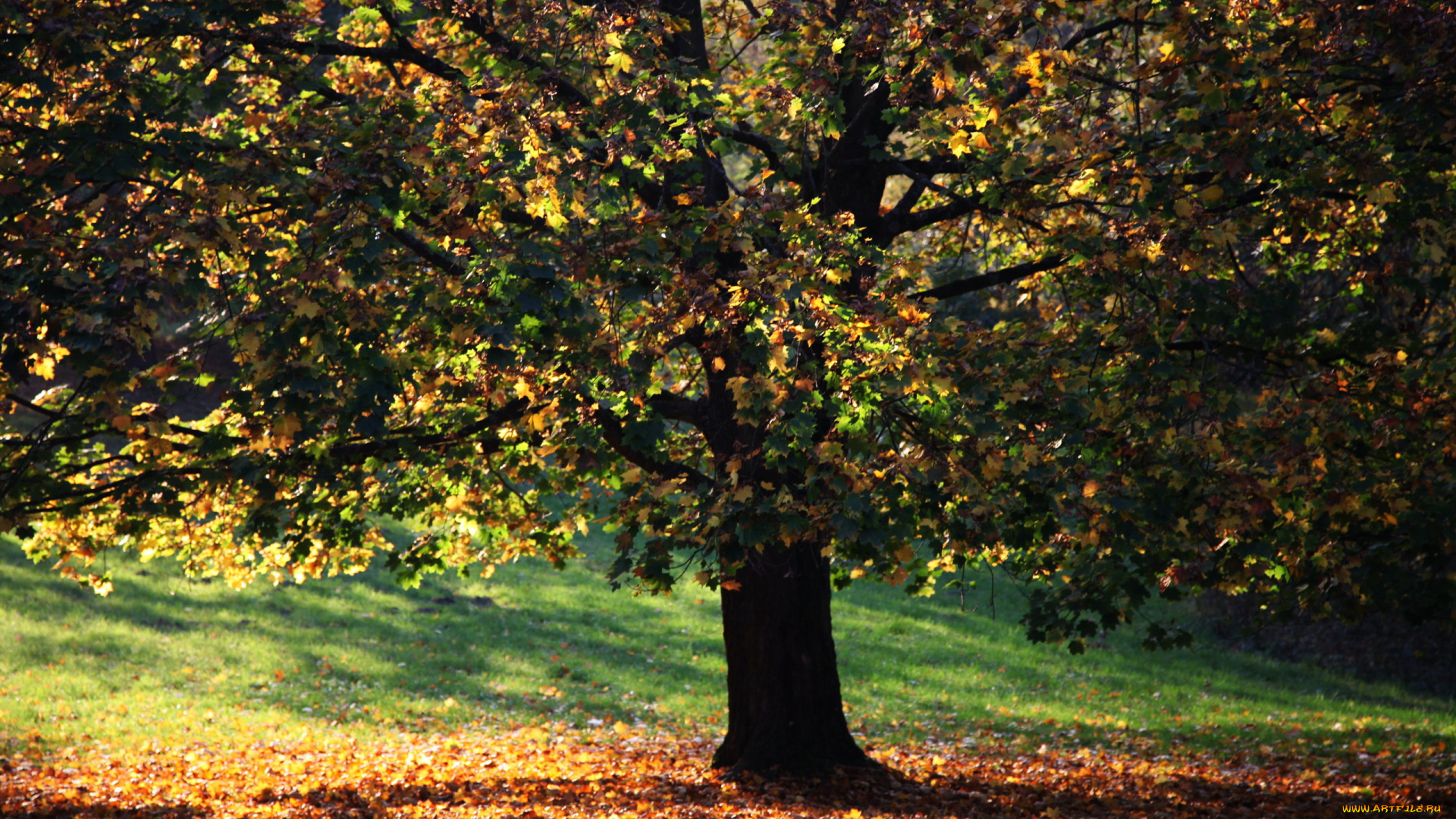 природа, деревья, осень, дерево