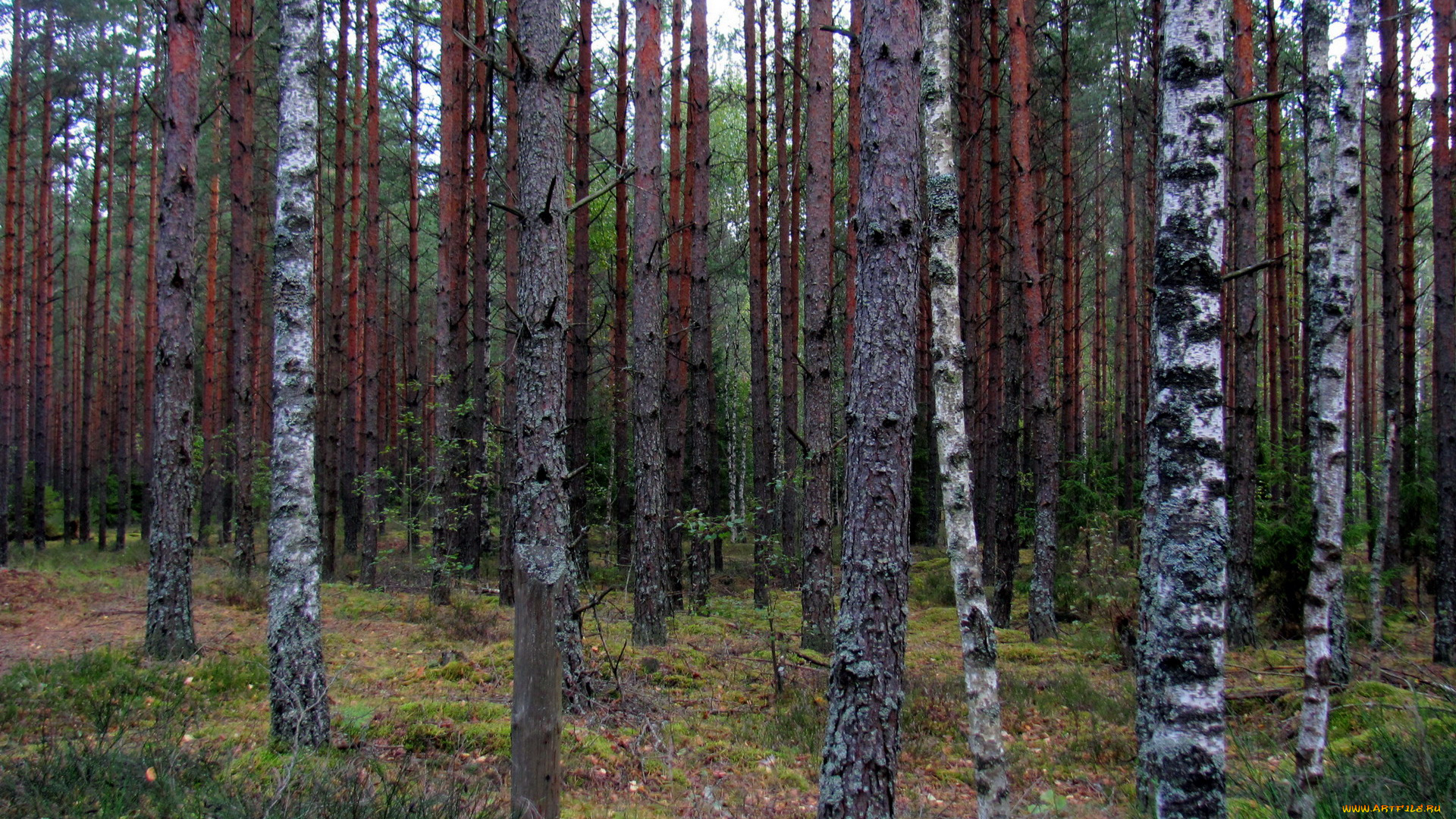 природа, лес, сосны, березы