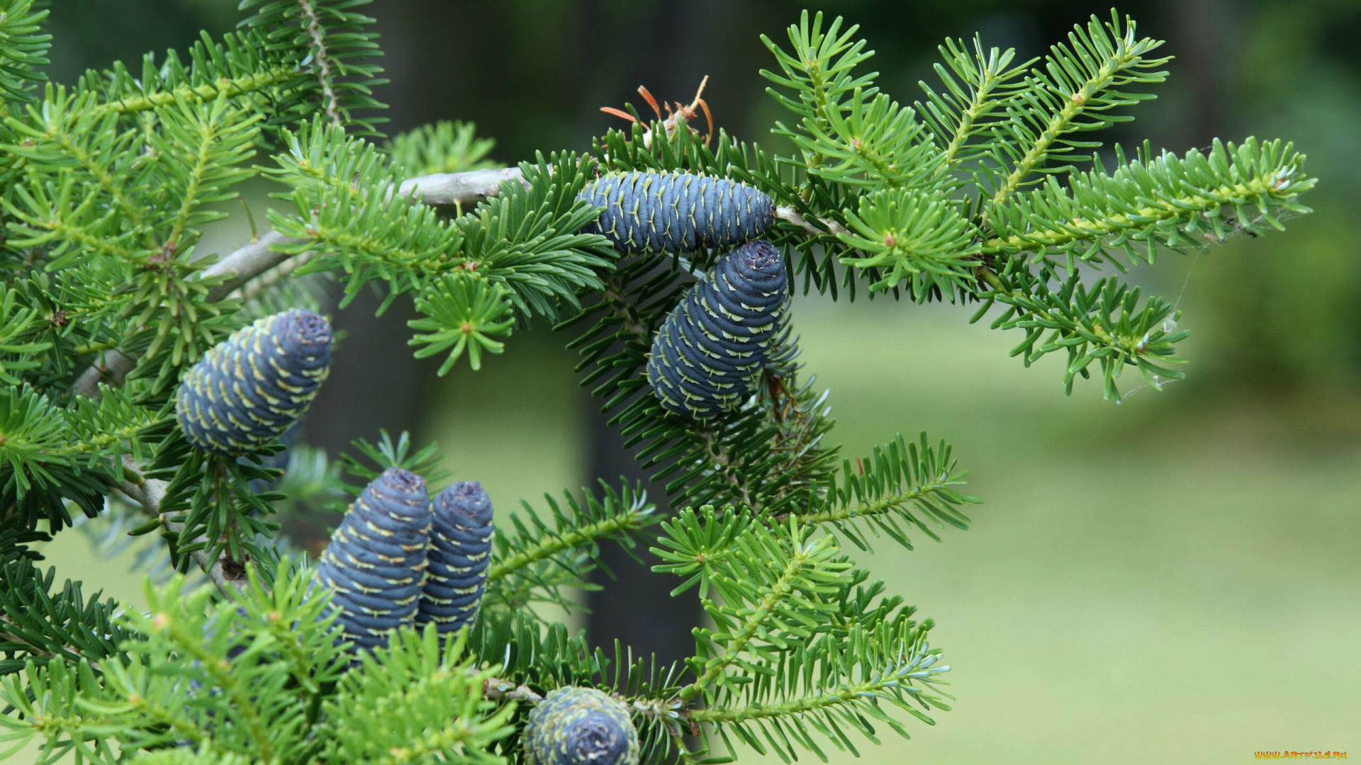 природа, шишки, , жёлуди, , каштаны