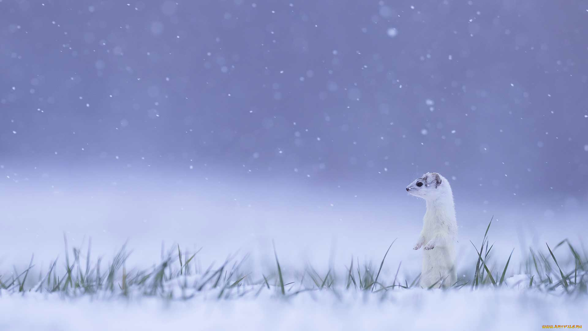 животные, хорьки, , куницы, , горностаи, , ласки, , соболи, горностай, франция, зима