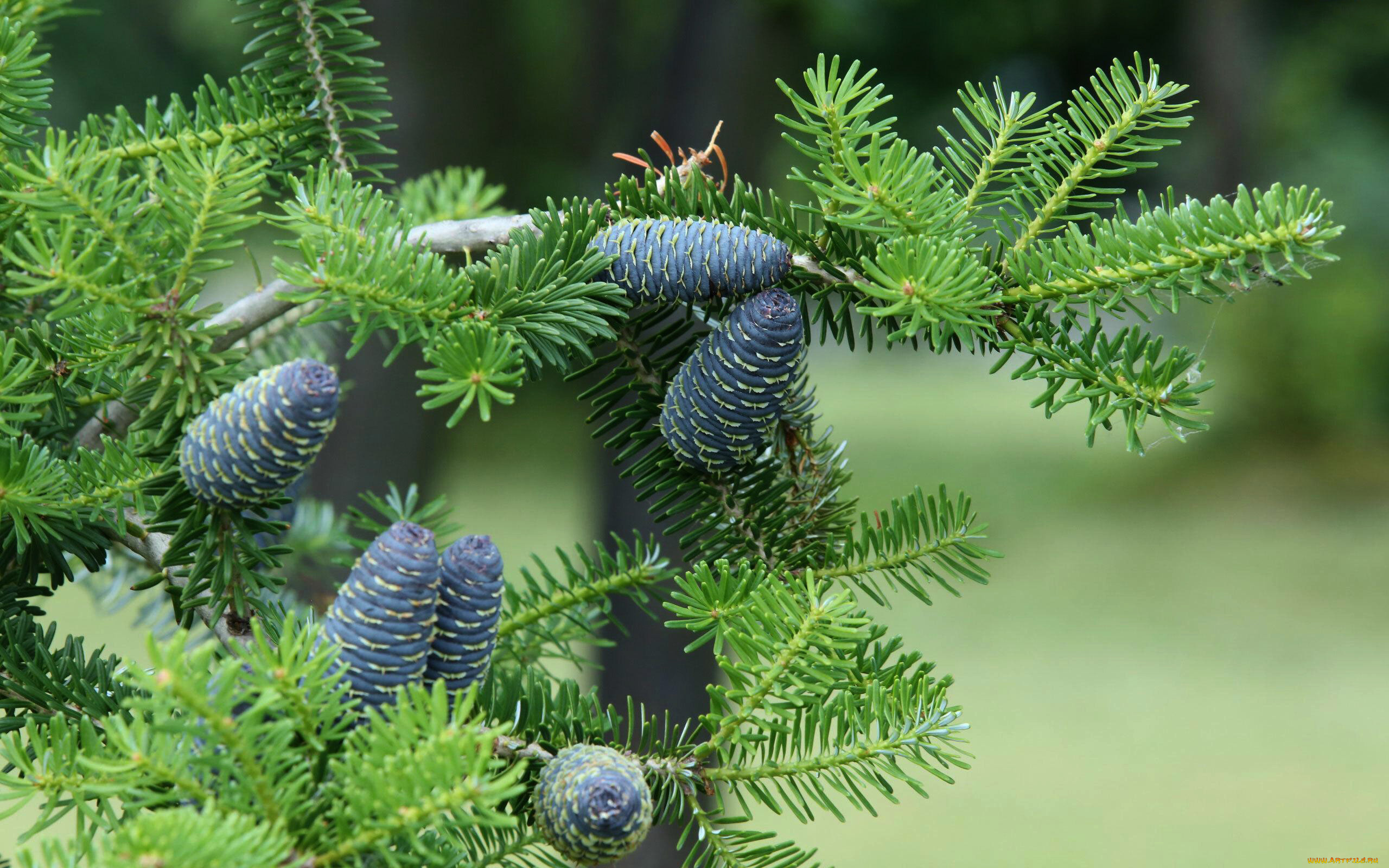 природа, шишки, , жёлуди, , каштаны